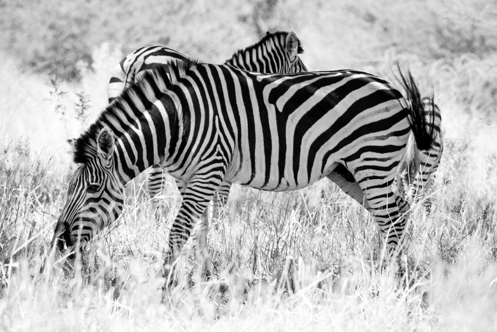 Nikon D600 sample photo. Patterns photography