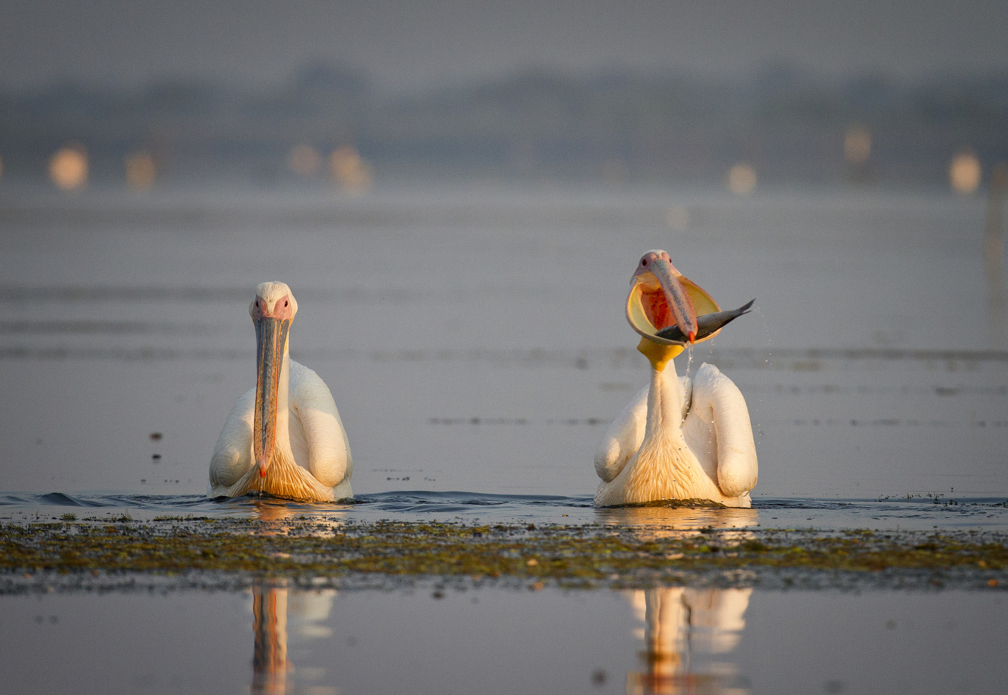 Canon EOS 7D + Canon EF 400mm F2.8L IS USM sample photo. Fishing photography