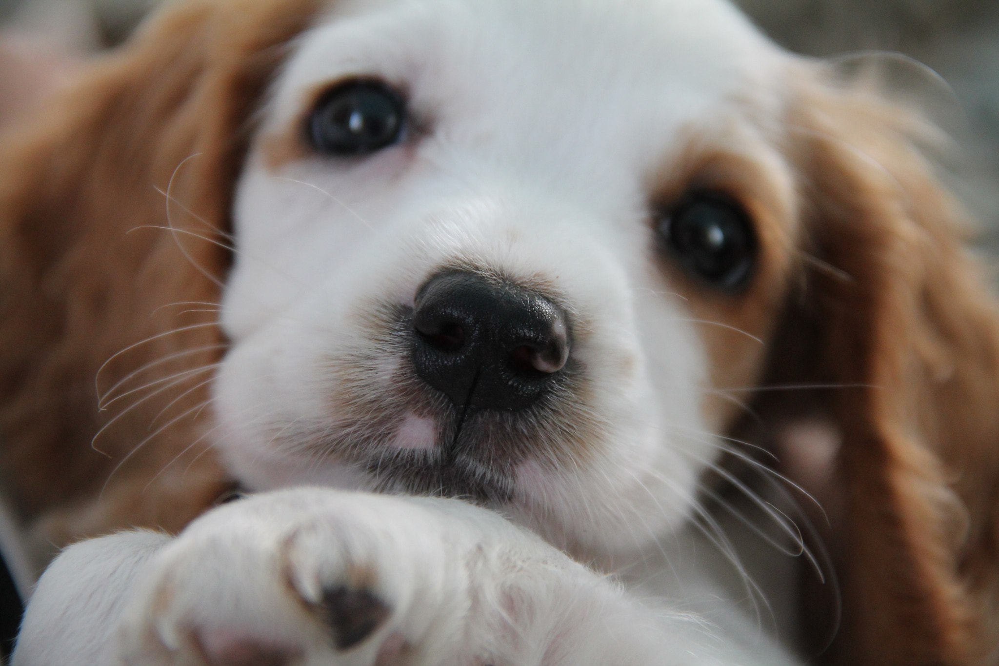 Canon EOS 1100D (EOS Rebel T3 / EOS Kiss X50) sample photo. Pup photography