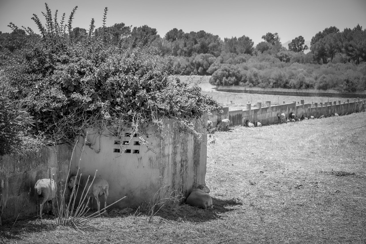 AF Zoom-Nikkor 28-105mm f/3.5-4.5D IF sample photo. Buscando la sombra photography
