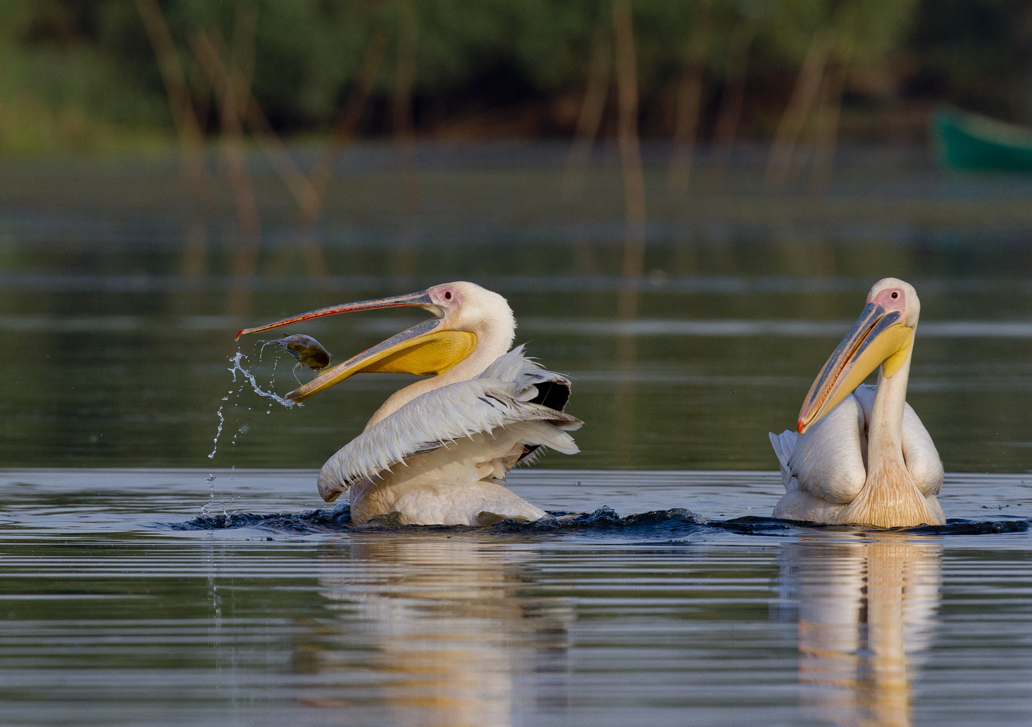 Canon EOS 7D + Canon EF 400mm F2.8L IS USM sample photo. Pelecanus fishing photography