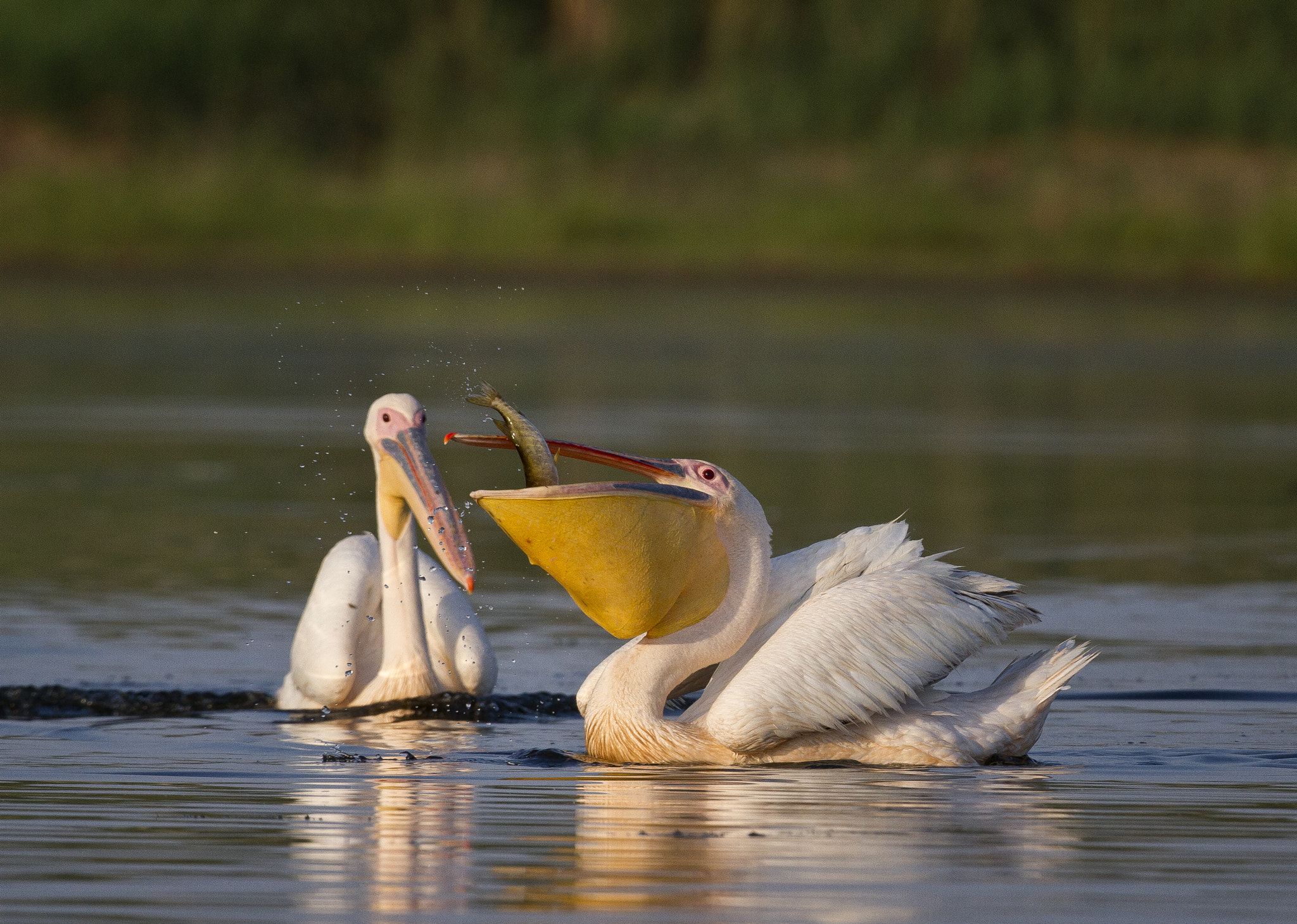 Canon EF 400mm F2.8L IS USM sample photo. Pelecanus photography