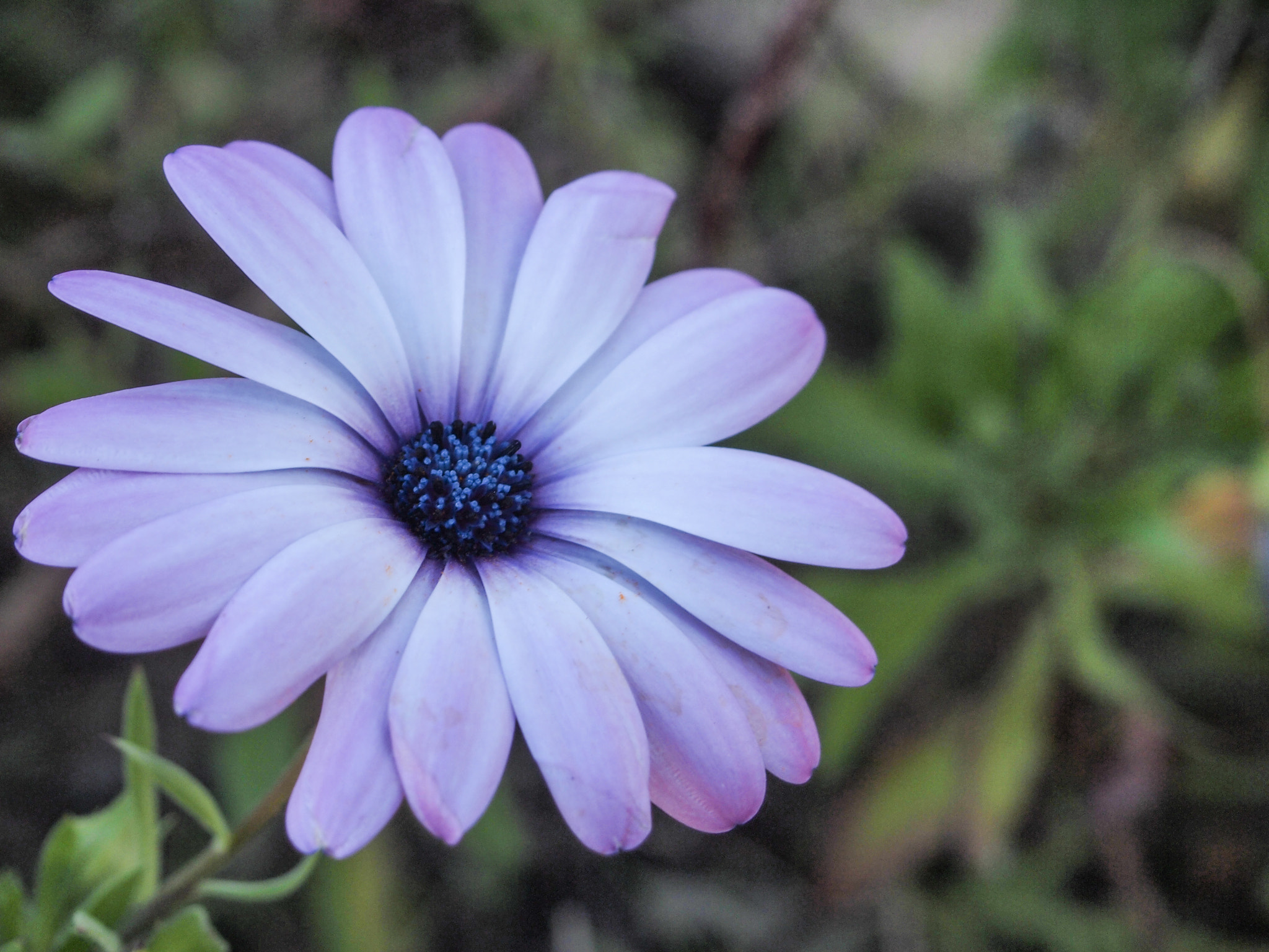 Olympus M.Zuiko Digital 14-42mm F3.5-5.6 II R sample photo. Flower photography