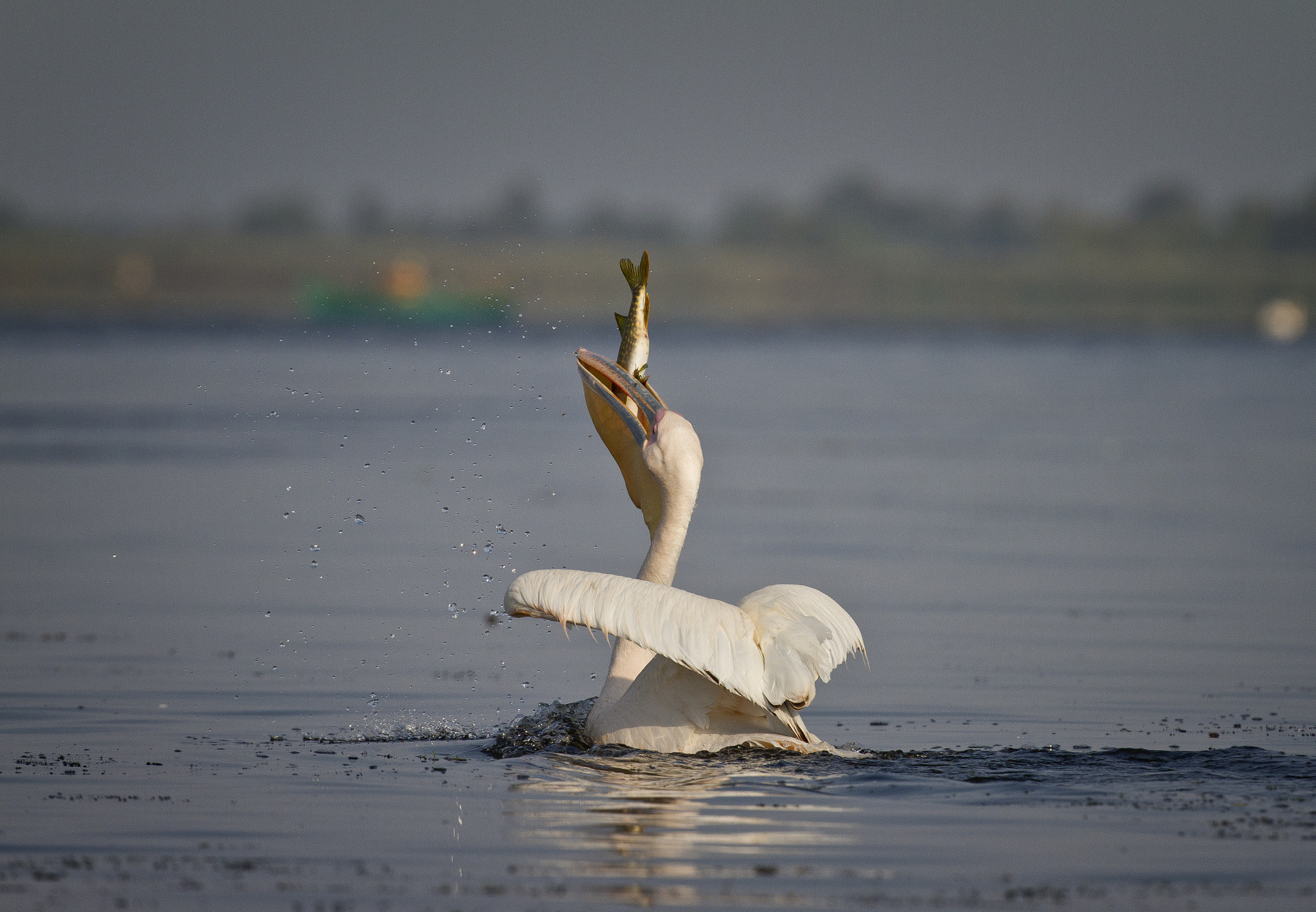 Canon EOS 7D + Canon EF 400mm F2.8L IS USM sample photo. Fishing in danube delta photography