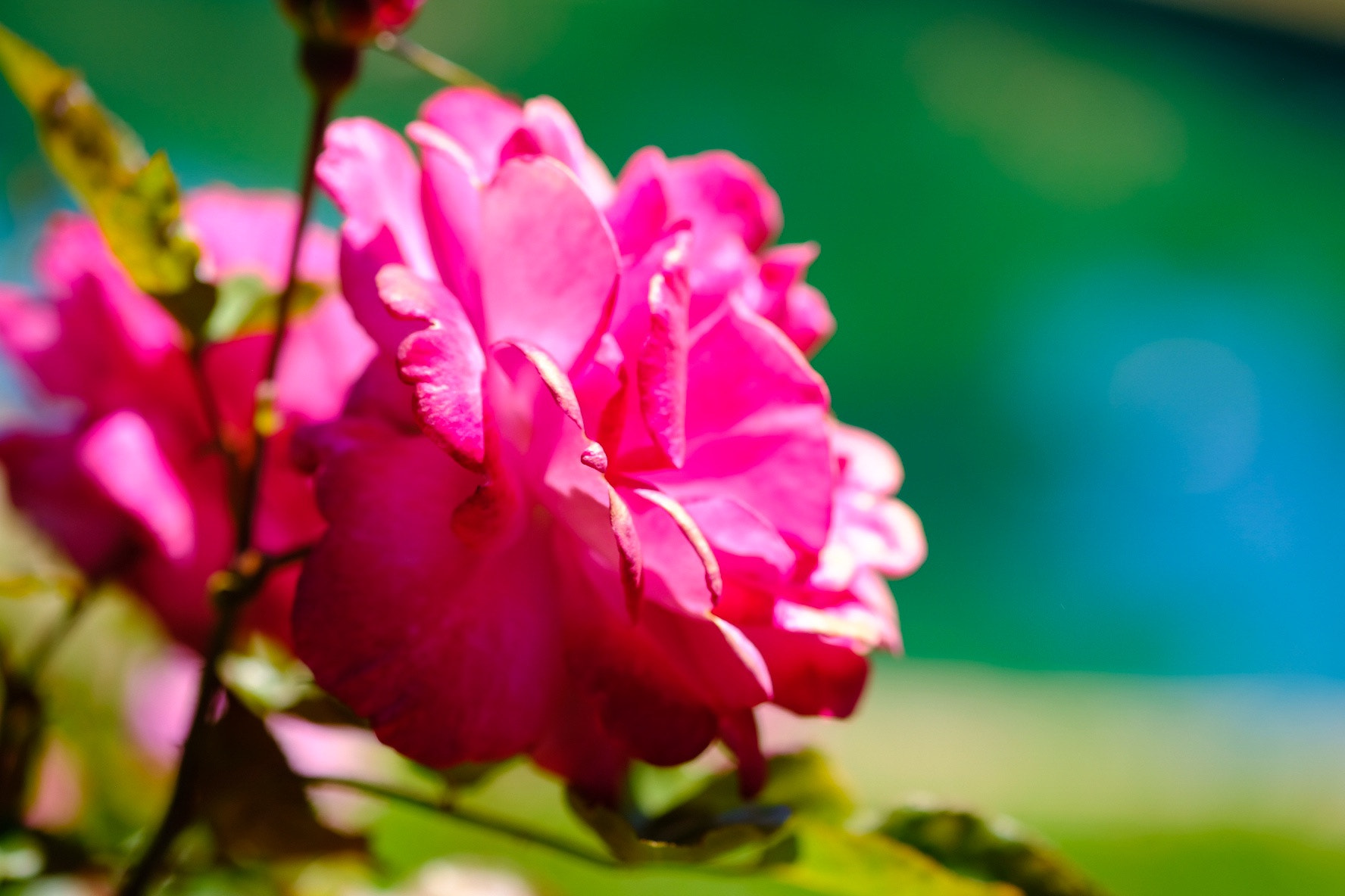 Fujifilm X-Pro2 + Fujifilm XF 60mm F2.4 R Macro sample photo. Taken at the oakland rose garden photography