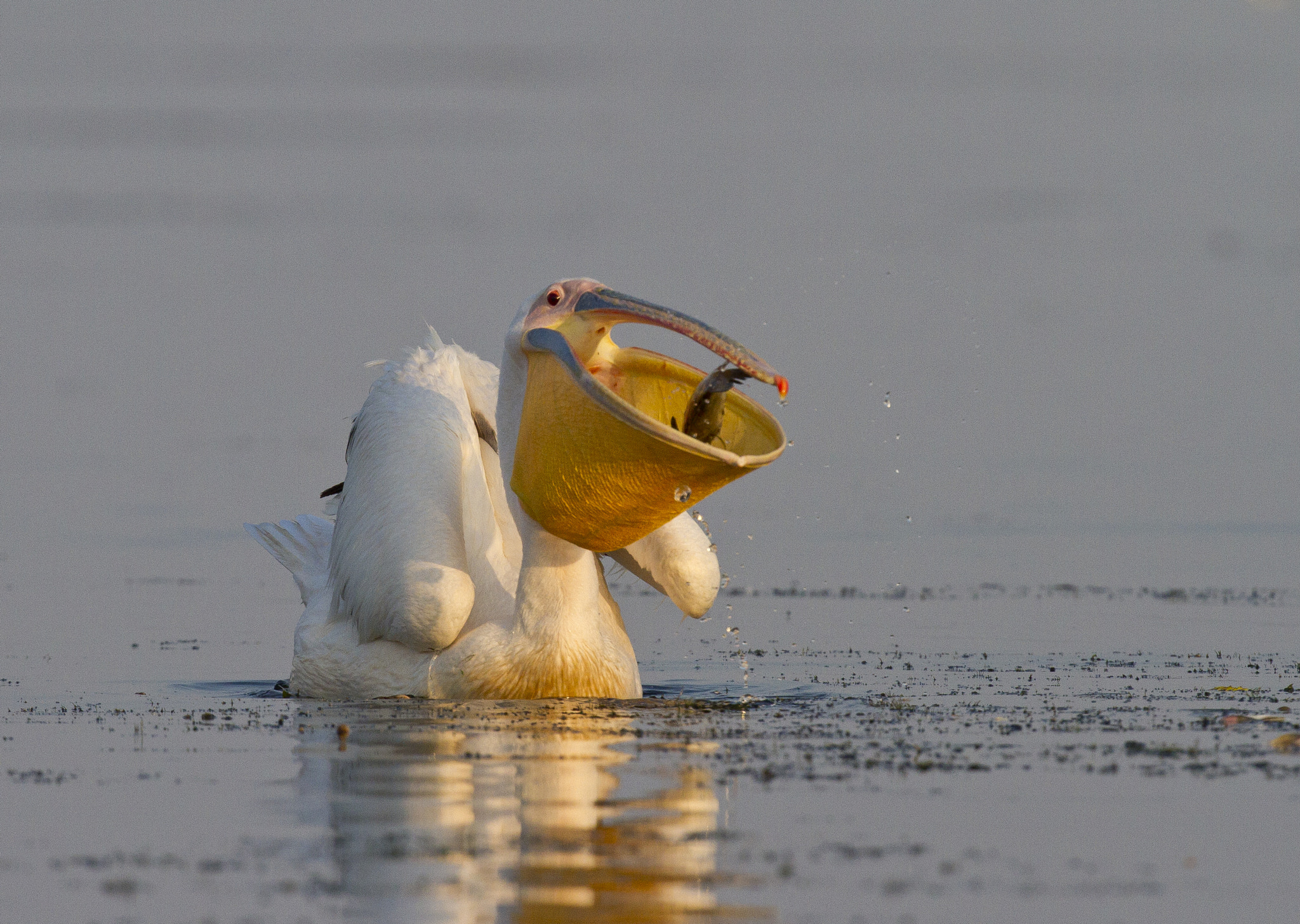 Canon EOS 7D + Canon EF 400mm F2.8L IS USM sample photo. Pelecanus fishing in lake photography