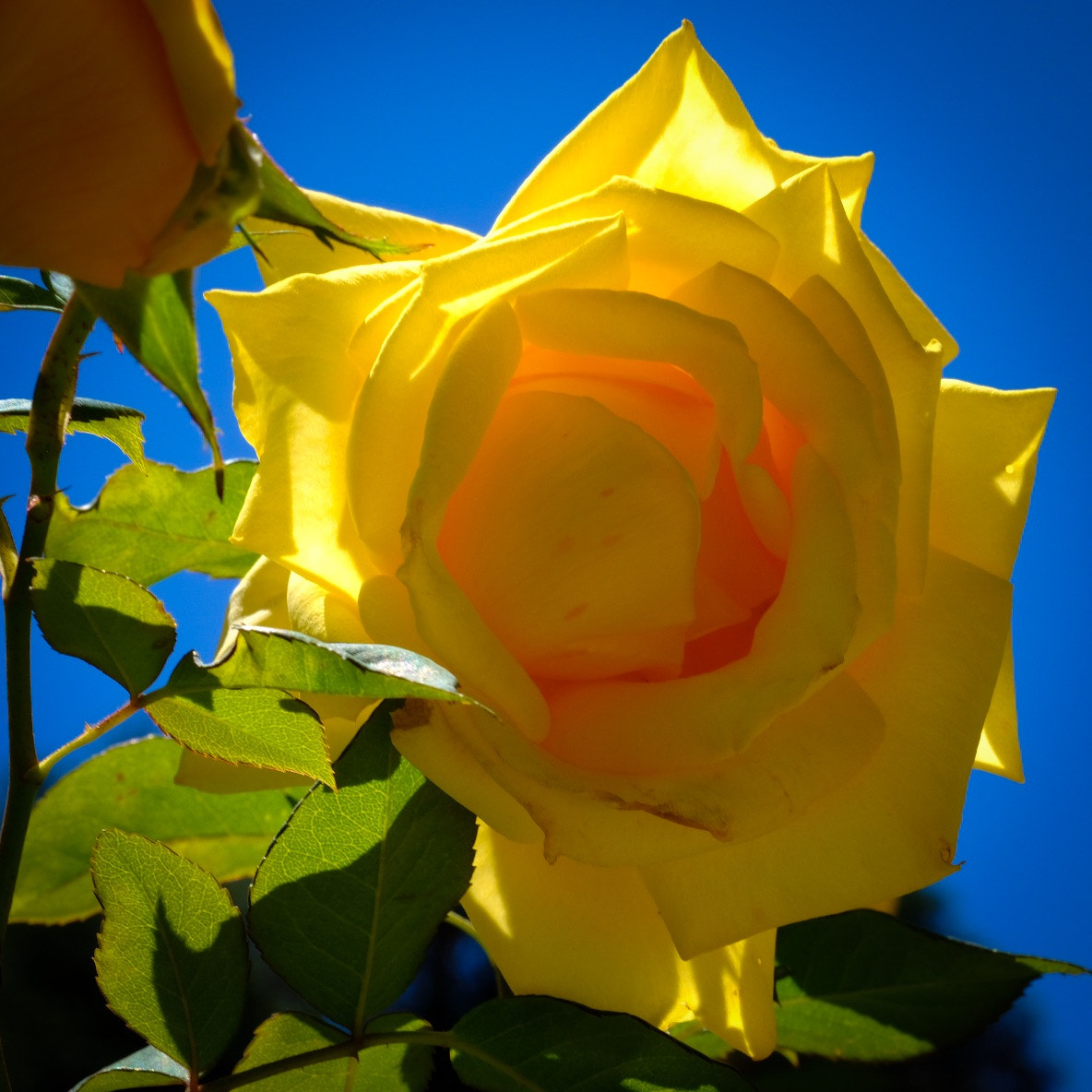 Fujifilm X-Pro2 + Fujifilm XF 60mm F2.4 R Macro sample photo. Taken at the oakland rose garden. photography