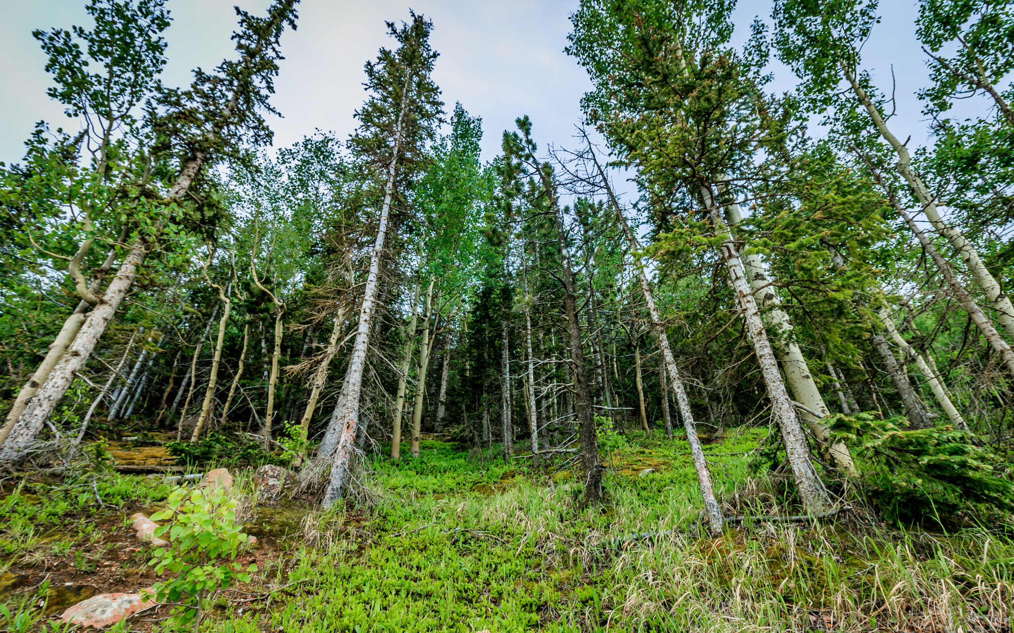 Canon EOS 750D (EOS Rebel T6i / EOS Kiss X8i) sample photo. Forest area somewhere in colo springs photography