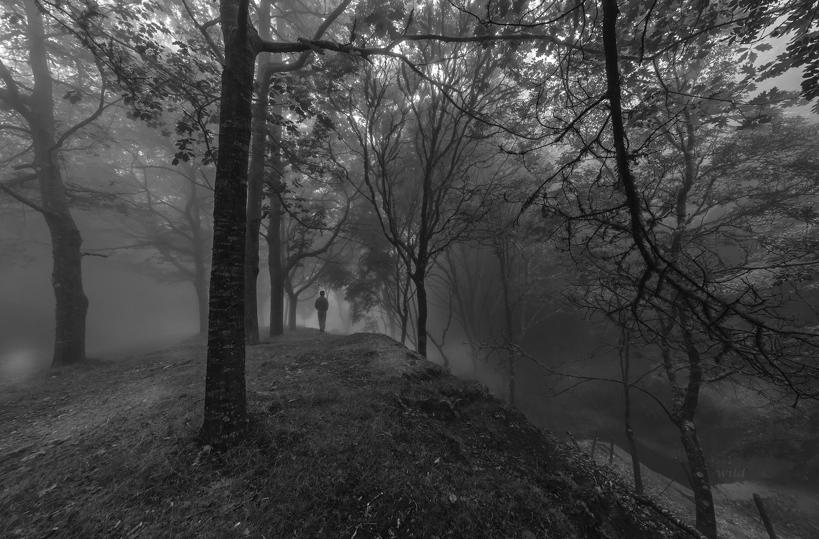 Sigma 12-24mm F4.5-5.6 II DG HSM sample photo. Black forest photography