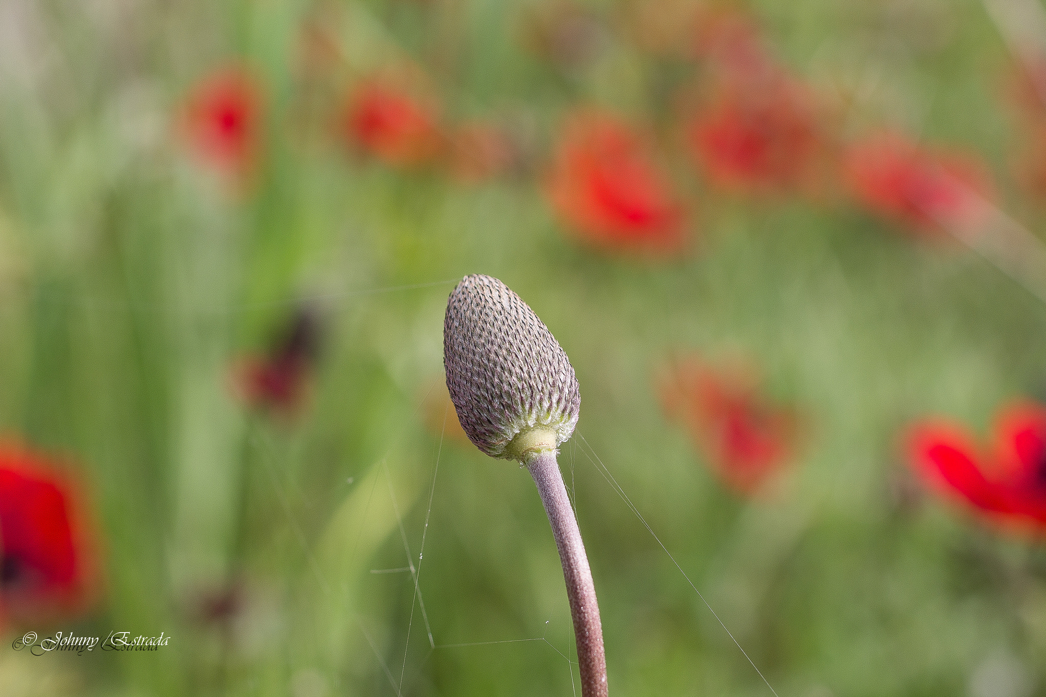 Sigma 50mm F1.4 EX DG HSM sample photo