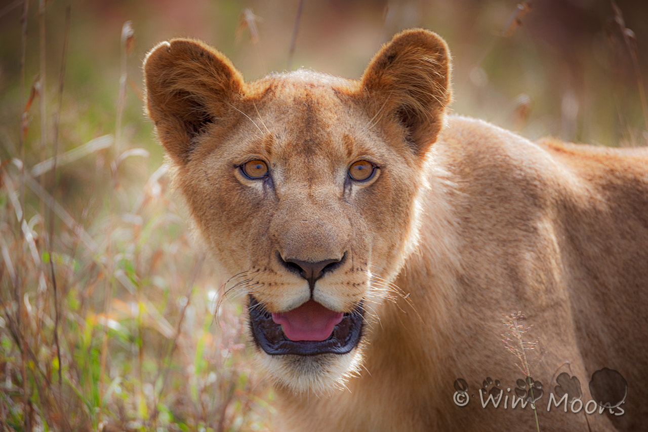 Tamron SP 150-600mm F5-6.3 Di VC USD sample photo. What ? photography