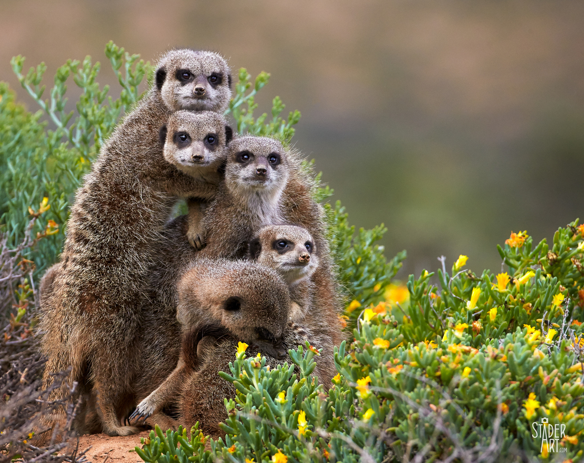 Canon EF 200-400mm F4L IS USM Extender 1.4x sample photo. Meerkat totem pole photography