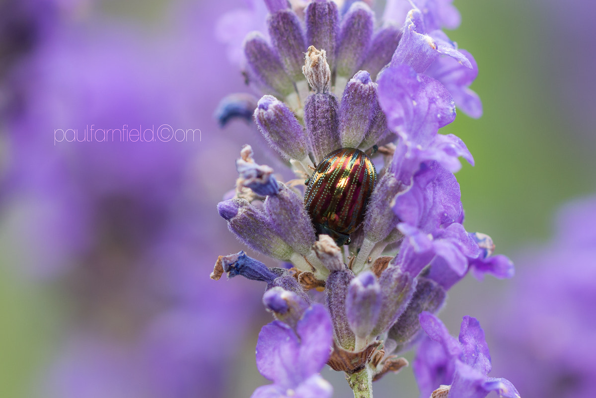 Panasonic Lumix DMC-G7 + Canon EF 100mm F2.8L Macro IS USM sample photo. Sweet smelling shelter photography