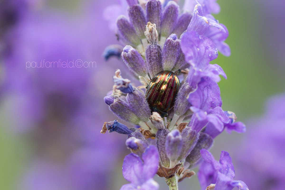 Panasonic Lumix DMC-G7 + Canon EF 100mm F2.8L Macro IS USM sample photo. Sweet smelling shelter photography