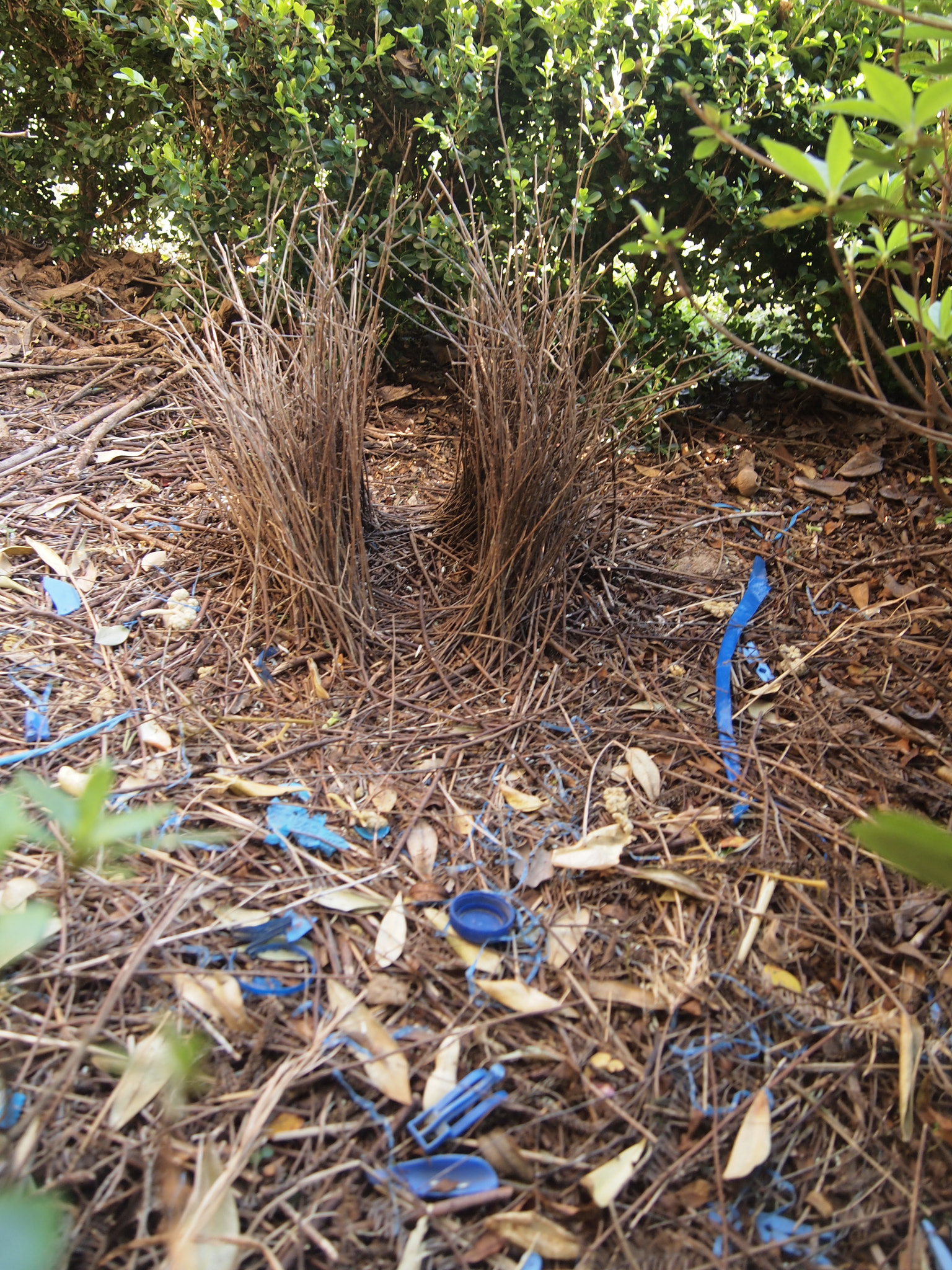 Olympus PEN E-PL2 sample photo. Bowerbird nest photography