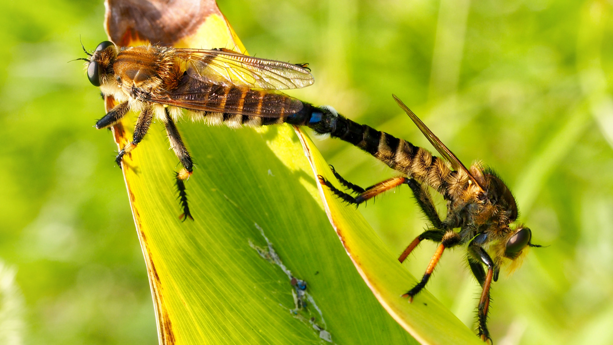 Olympus PEN E-PL7 sample photo. Promachus yesonicus in the mating photography