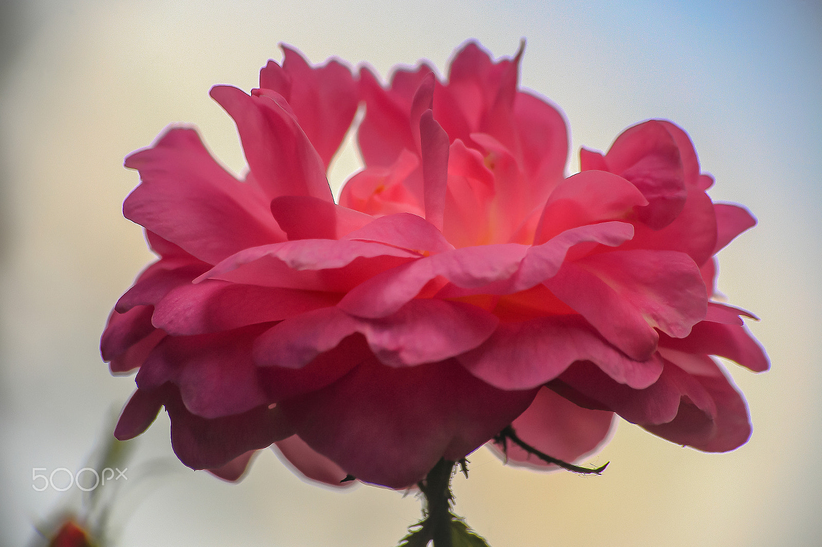 Sigma 70-300mm F4-5.6 APO DG Macro sample photo. The dogrose_flower photography