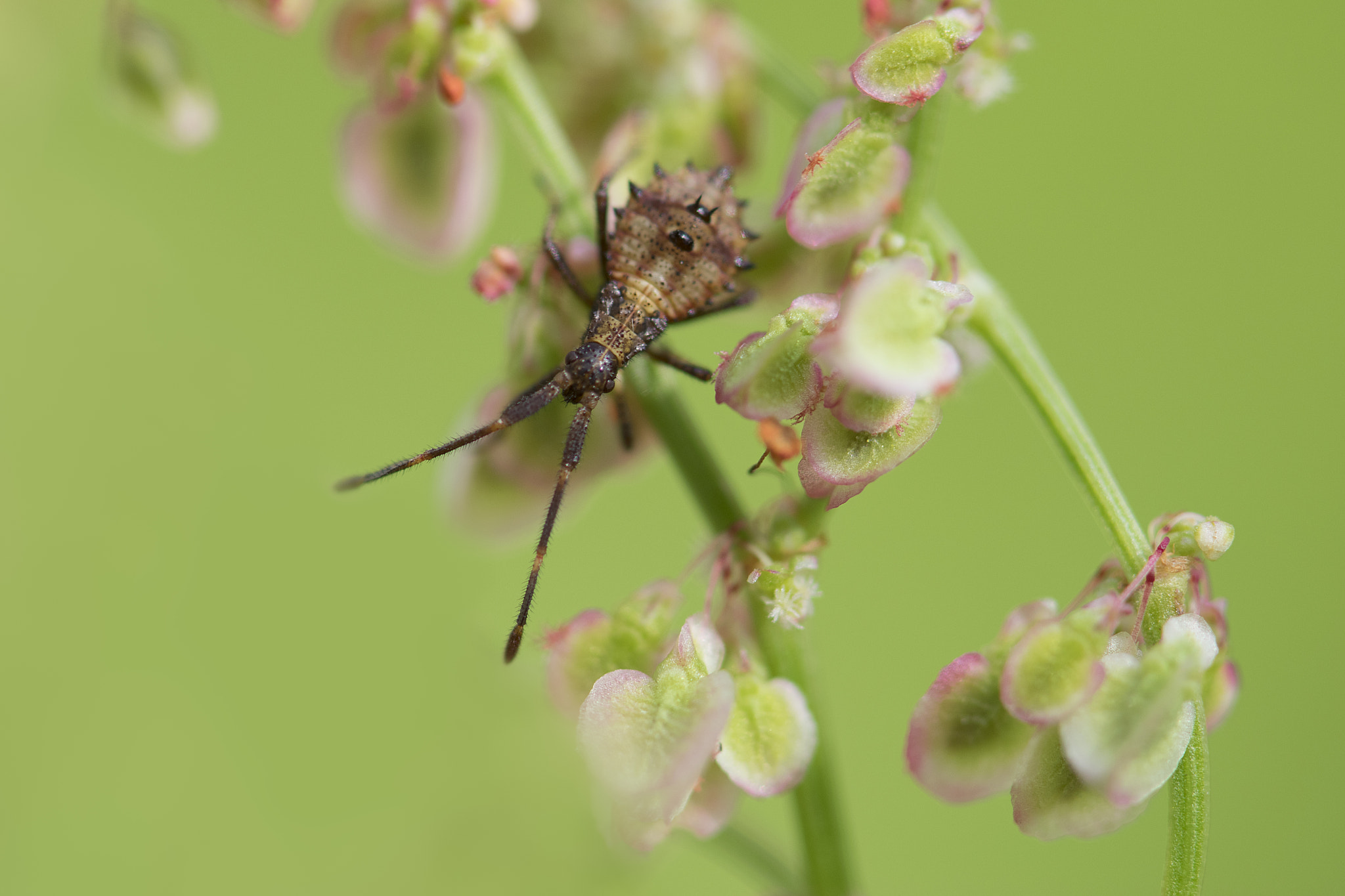 Nikon AF-S Micro-Nikkor 105mm F2.8G IF-ED VR sample photo. Unknown photography
