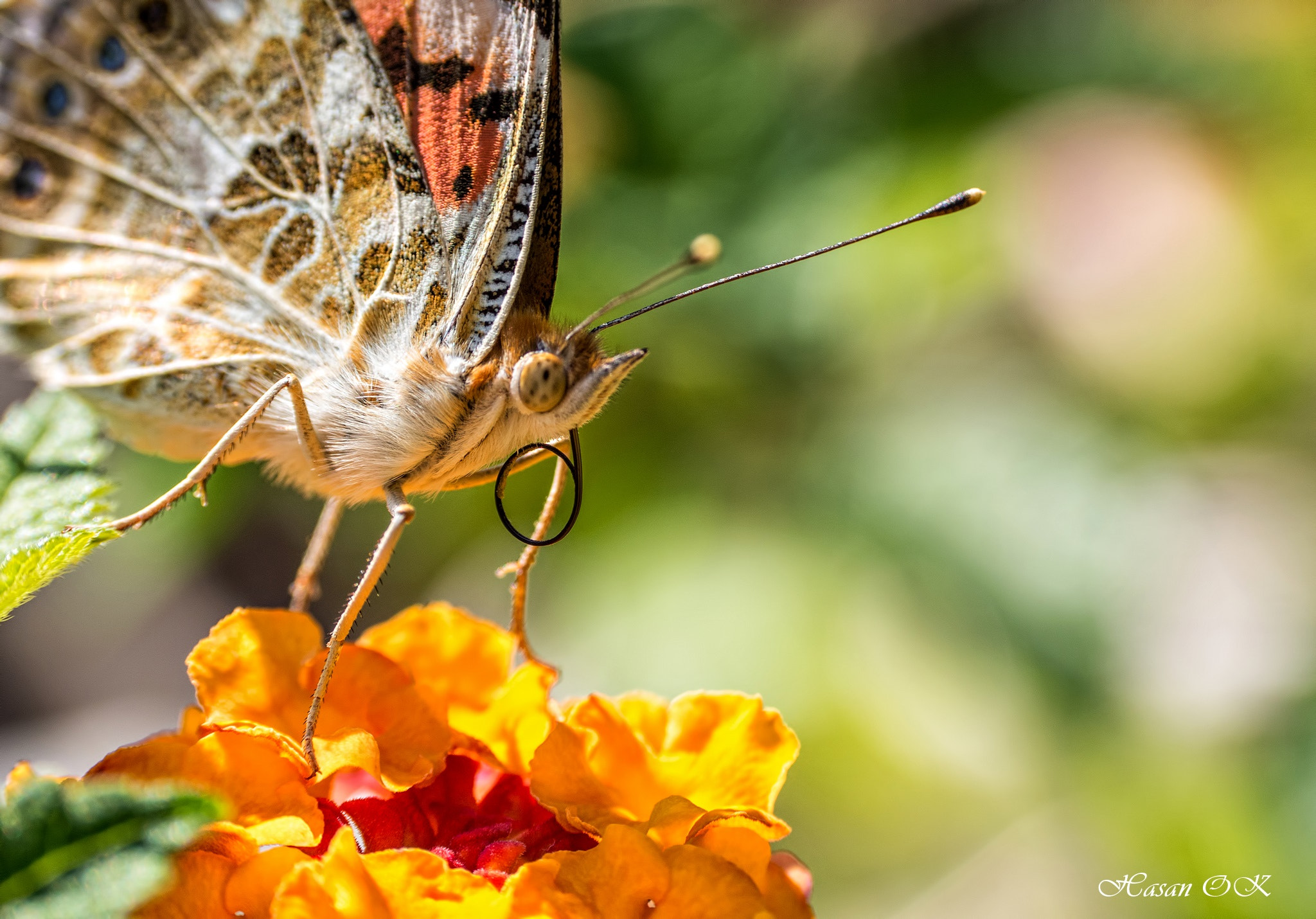 Panasonic Lumix G Vario 45-200mm F4-5.6 OIS sample photo. Olympus digital camera photography