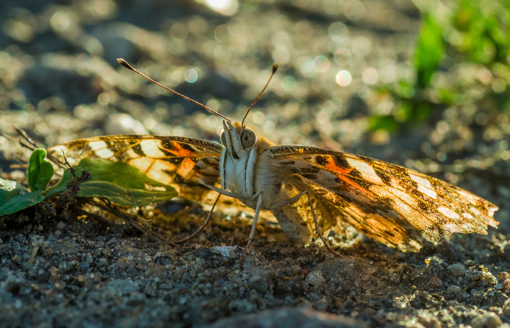 Pentax K-30 sample photo. Butterfly photography