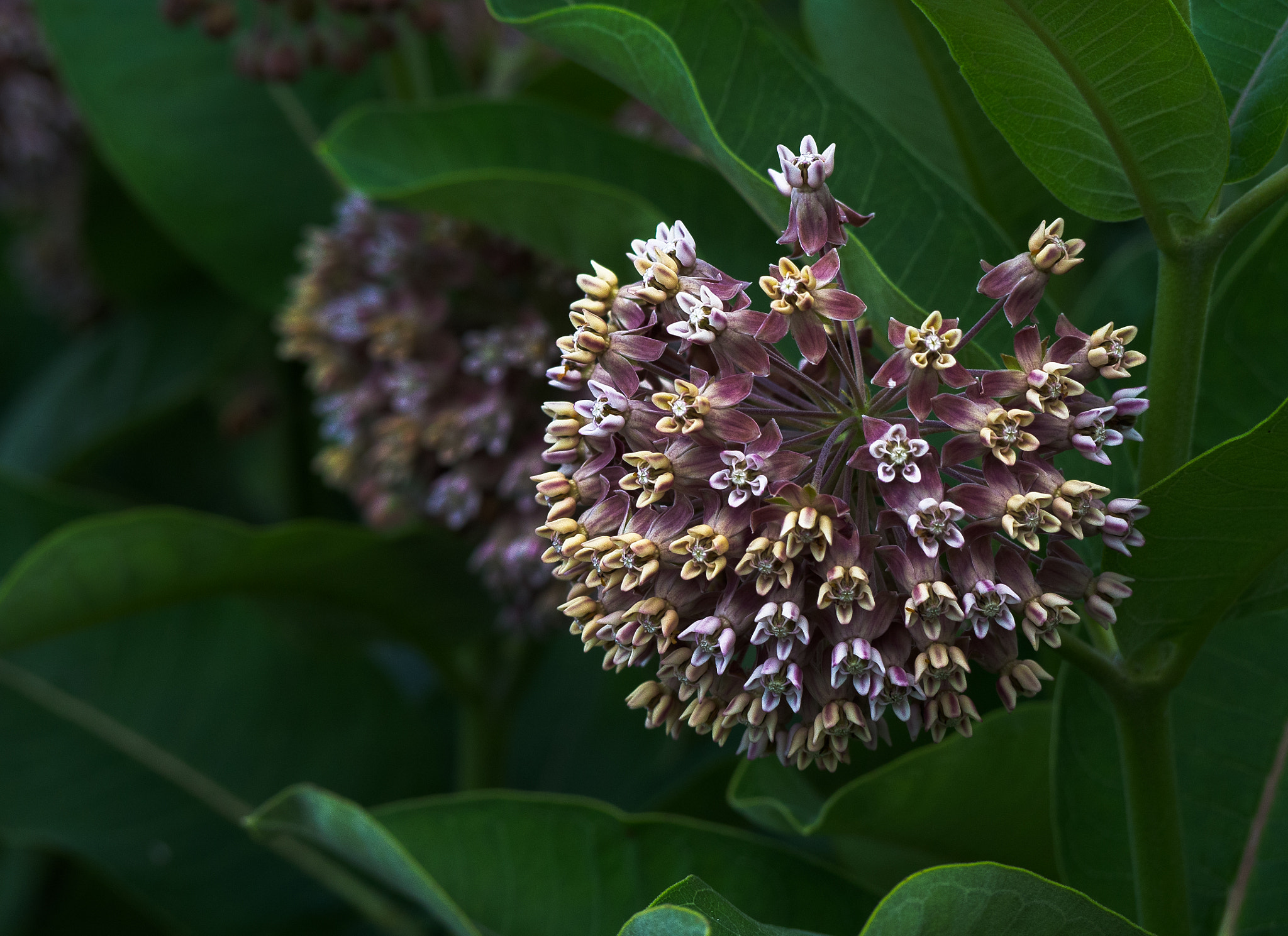 Panasonic Lumix G Vario 45-200mm F4-5.6 OIS sample photo. Lavender and butter photography