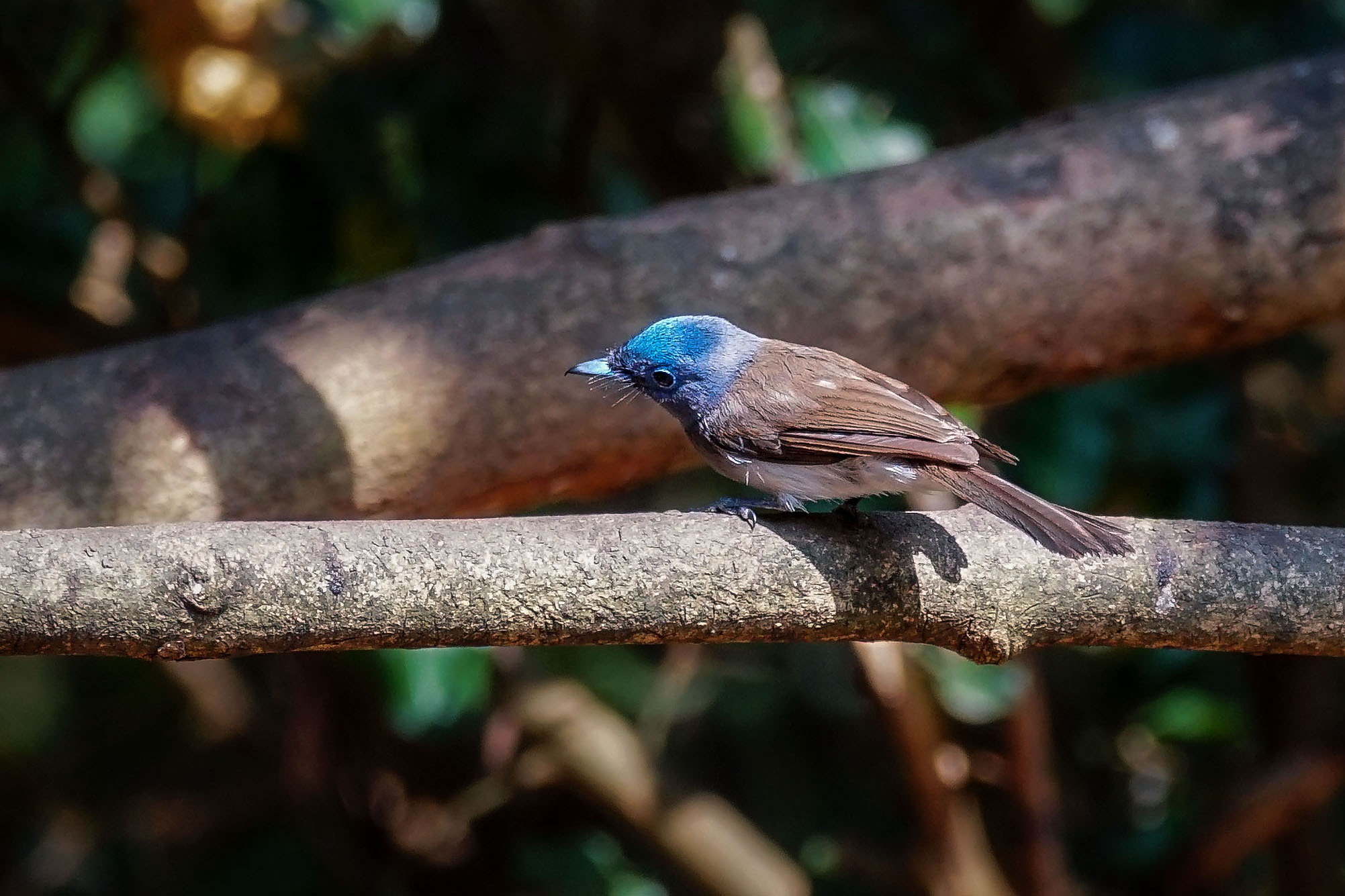 Sony 70-300mm F4.5-5.6 G SSM sample photo. Black-naped monarch (female) photography