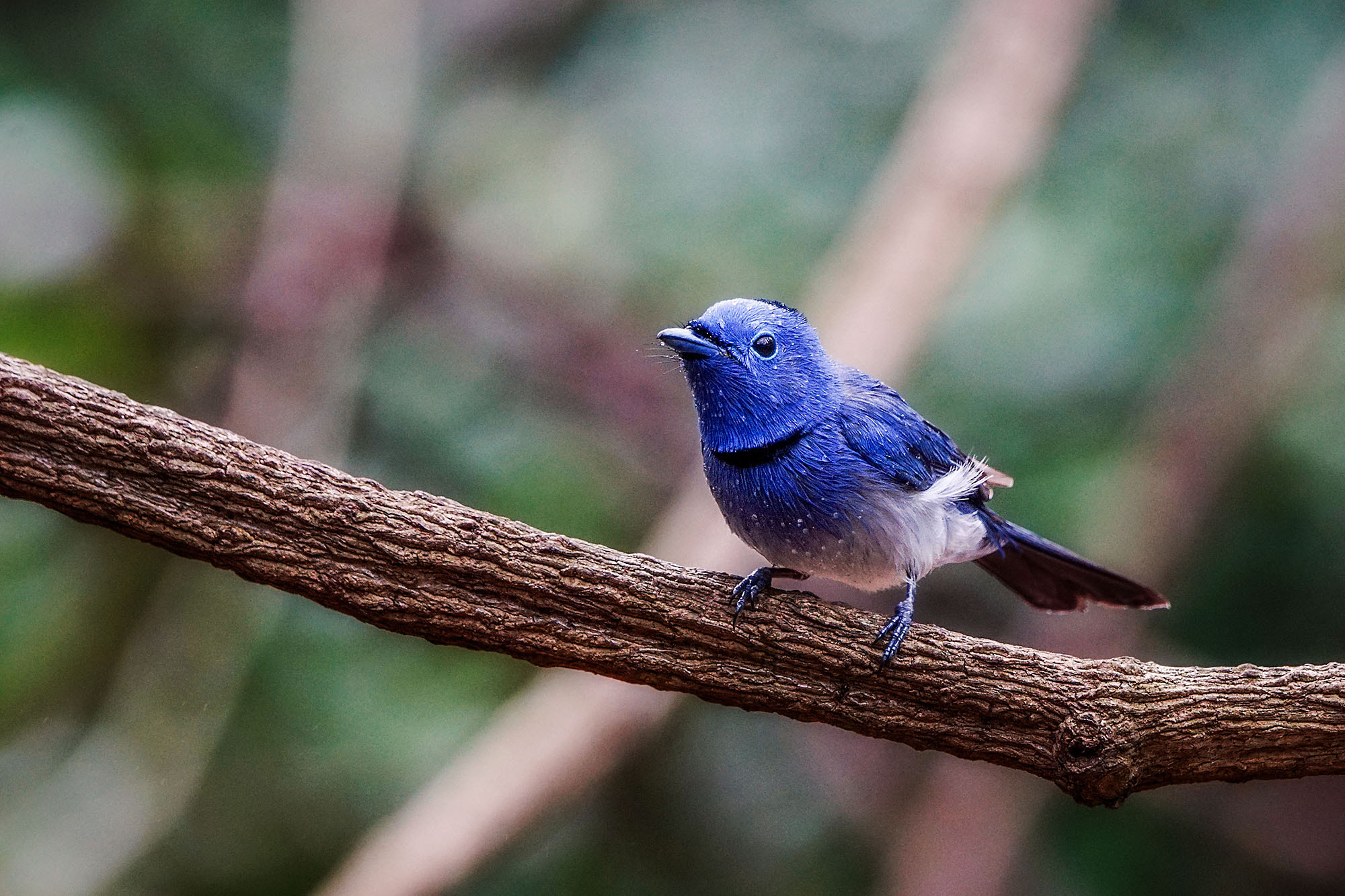Sony 70-400mm F4-5.6 G SSM II sample photo. Black-naped monarch (male) photography