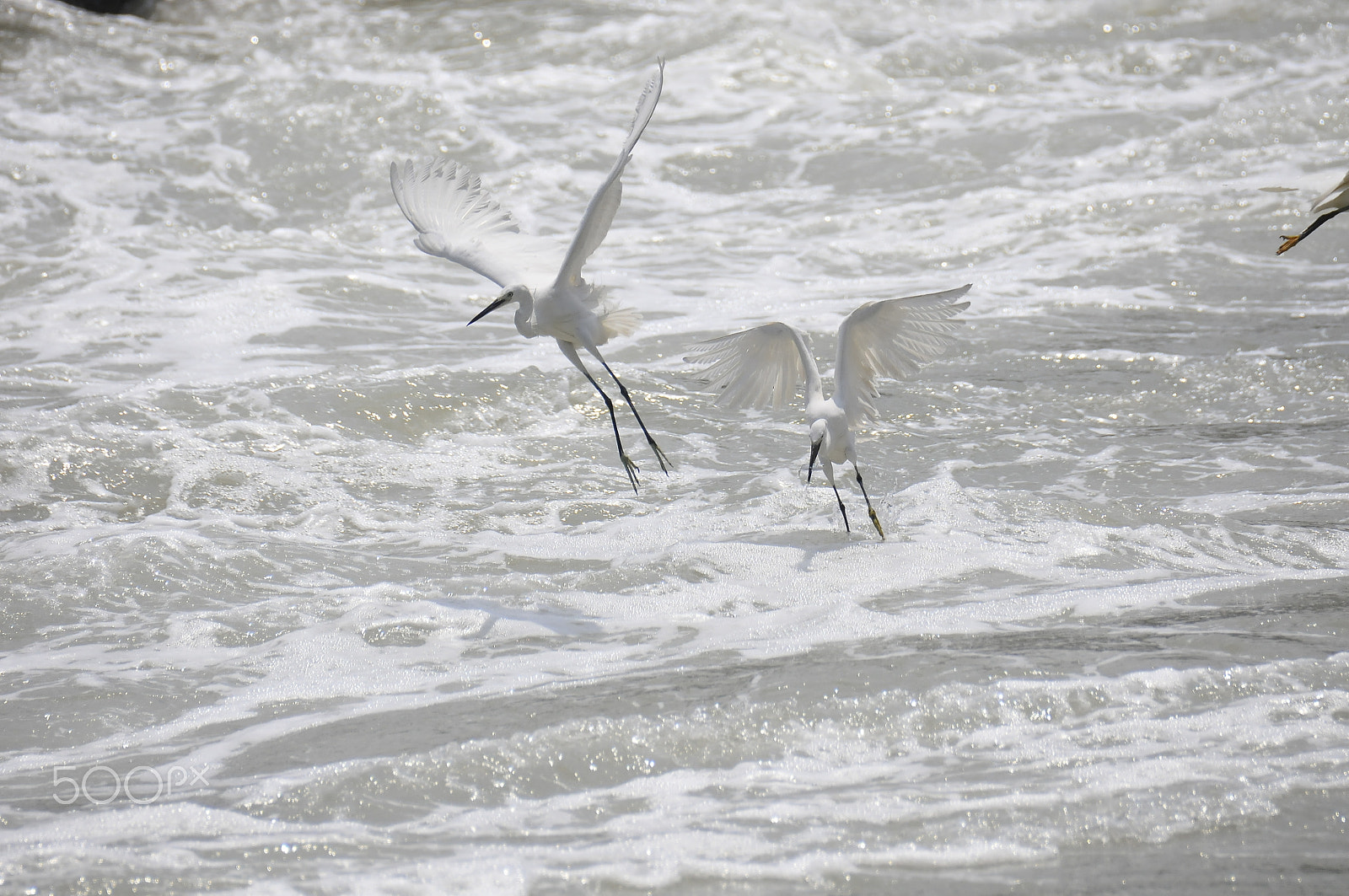 Nikon D300S sample photo. Feeding time photography