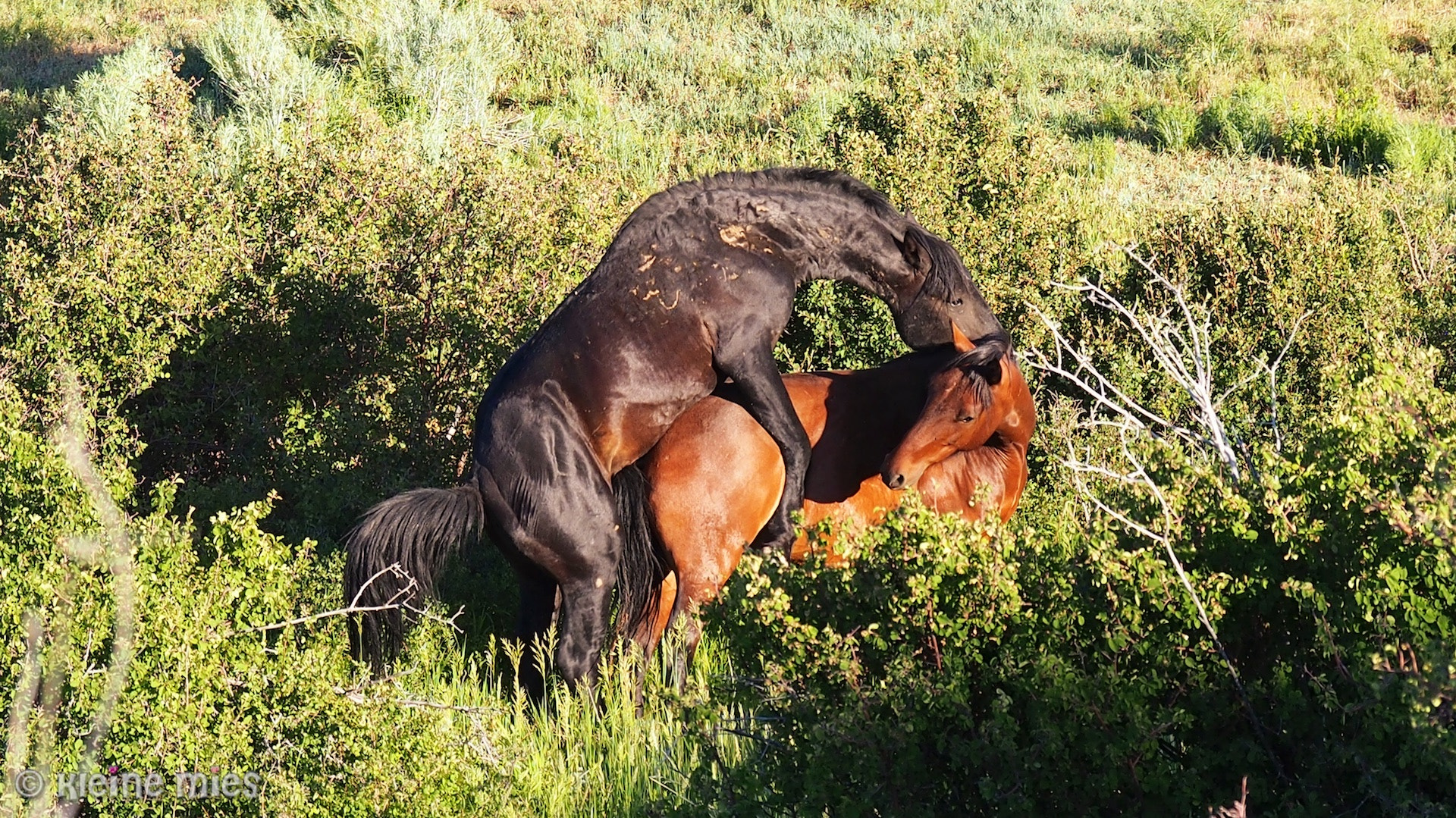 Olympus OM-D E-M5 sample photo. Wild mustangs photography