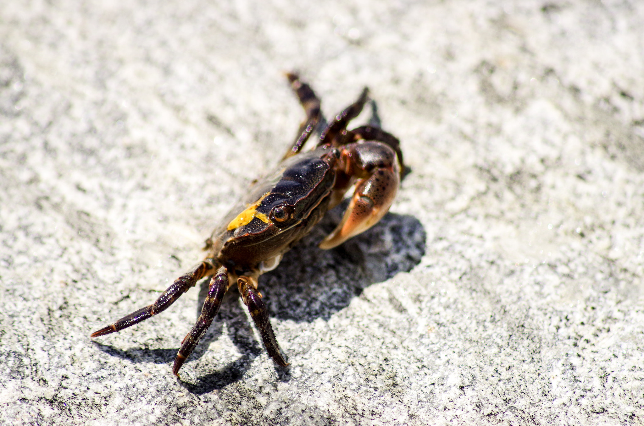 Pentax K-50 + Sigma sample photo. Having a crabby time photography