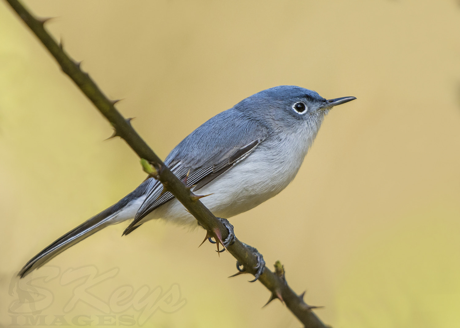 Nikon D7200 + Sigma 500mm F4.5 EX DG HSM sample photo. On thorns (blue-gray gnatcatcher) photography