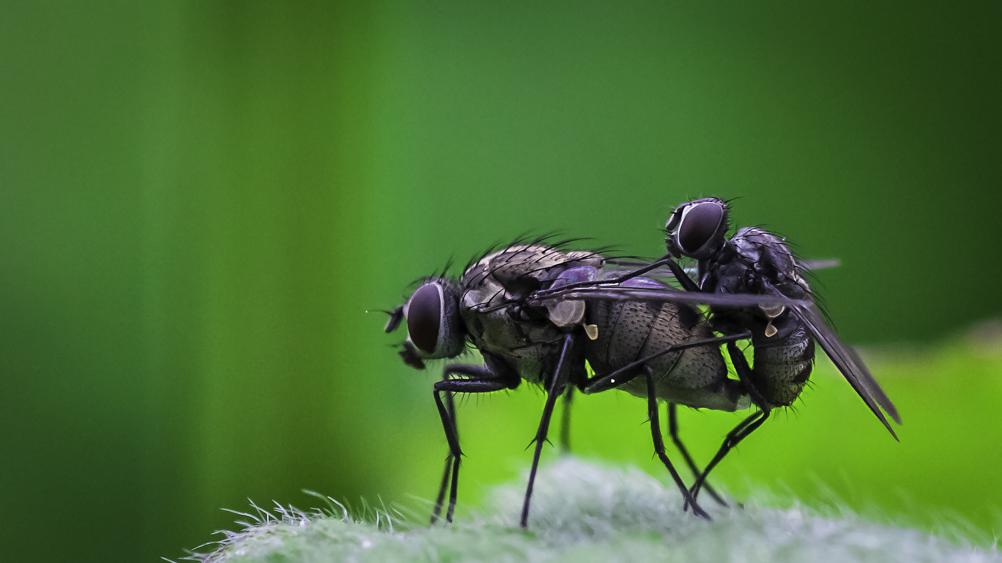 Tamron SP AF 60mm F2 Di II LD IF Macro sample photo. Fly photography