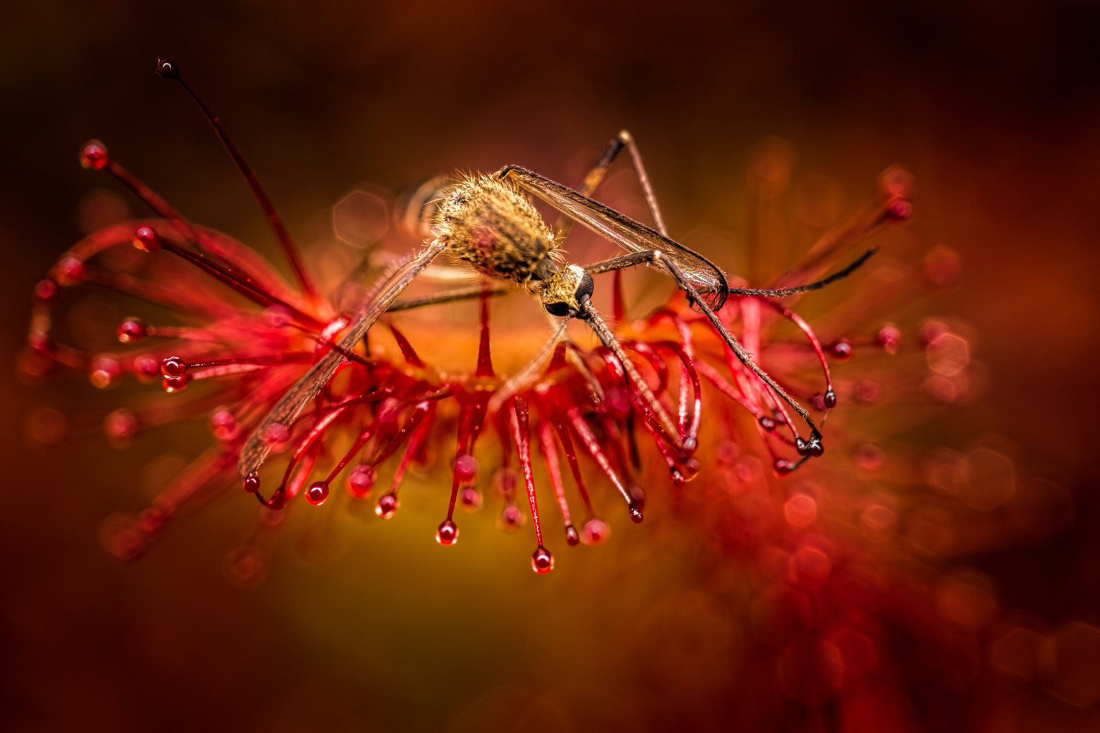 Canon MP-E 65mm F2.5 1-5x Macro Photo sample photo. The great sundew - it's dinner time photography