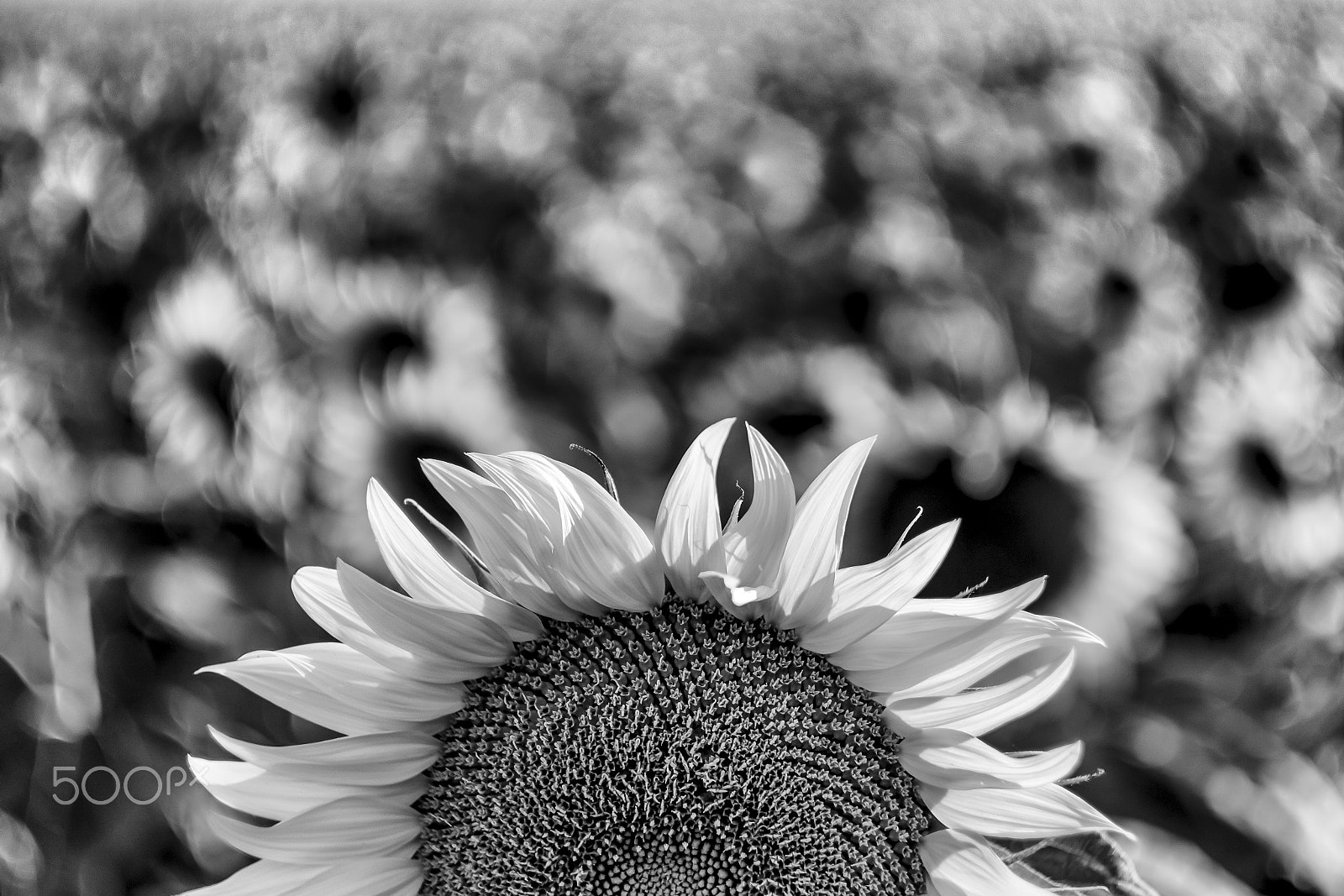 Canon EF 35-80mm f/4-5.6 sample photo. ήλιος photography