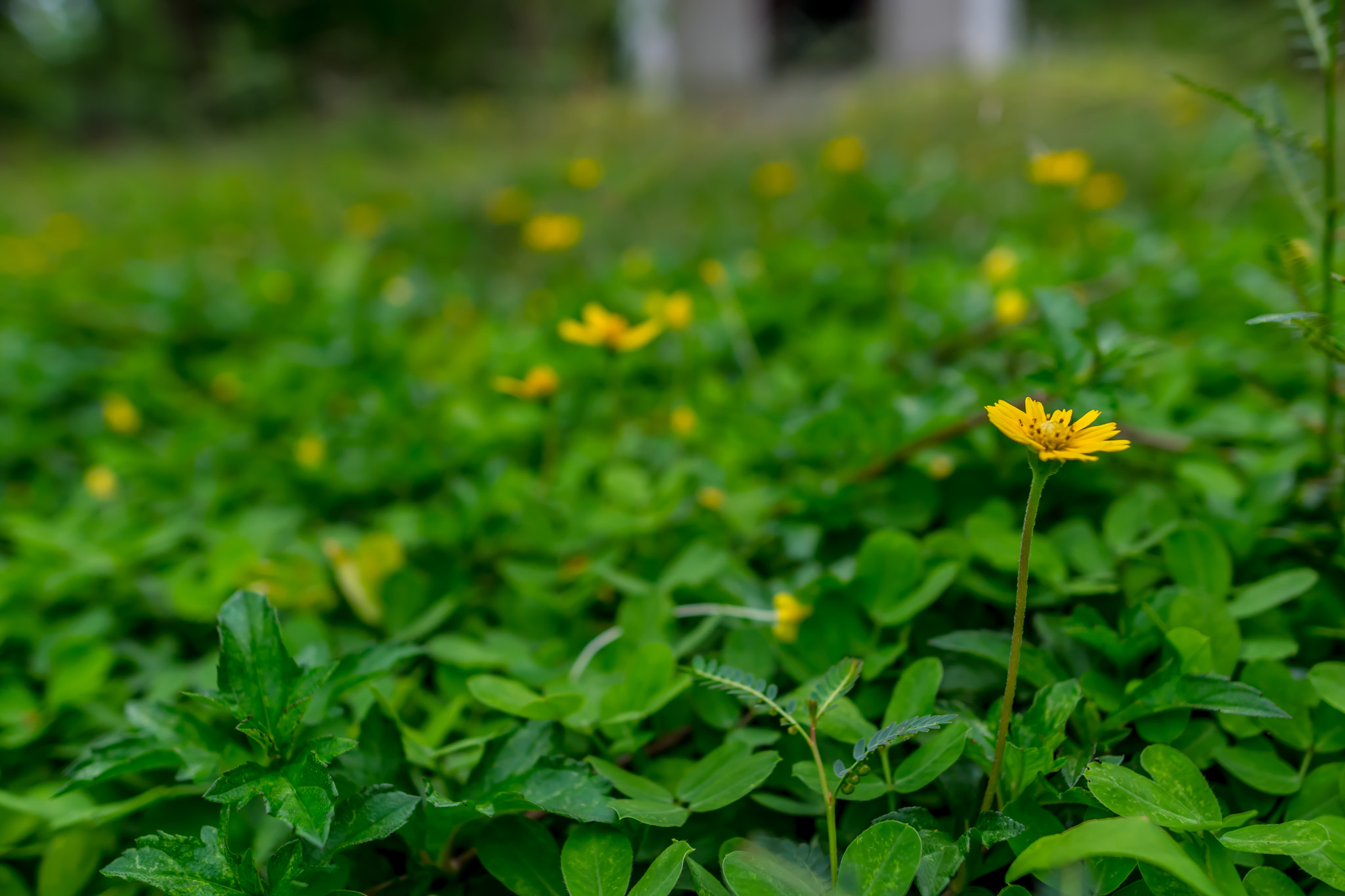 Nikon D3300 + Nikon AF-S Nikkor 20mm F1.8G ED sample photo. Yellow flowers photography