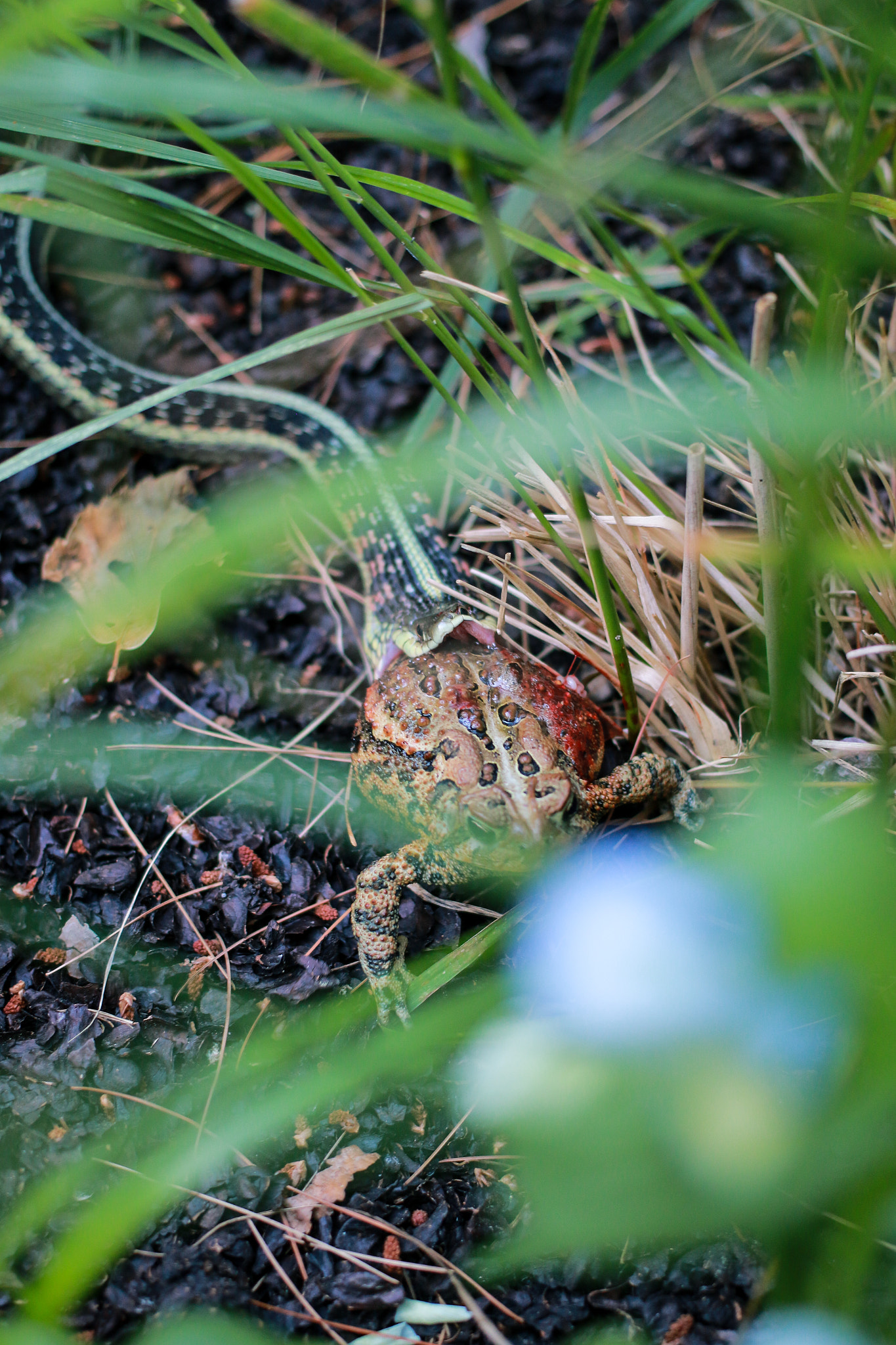 Canon EF 40mm F2.8 STM sample photo. The snake and the frog photography