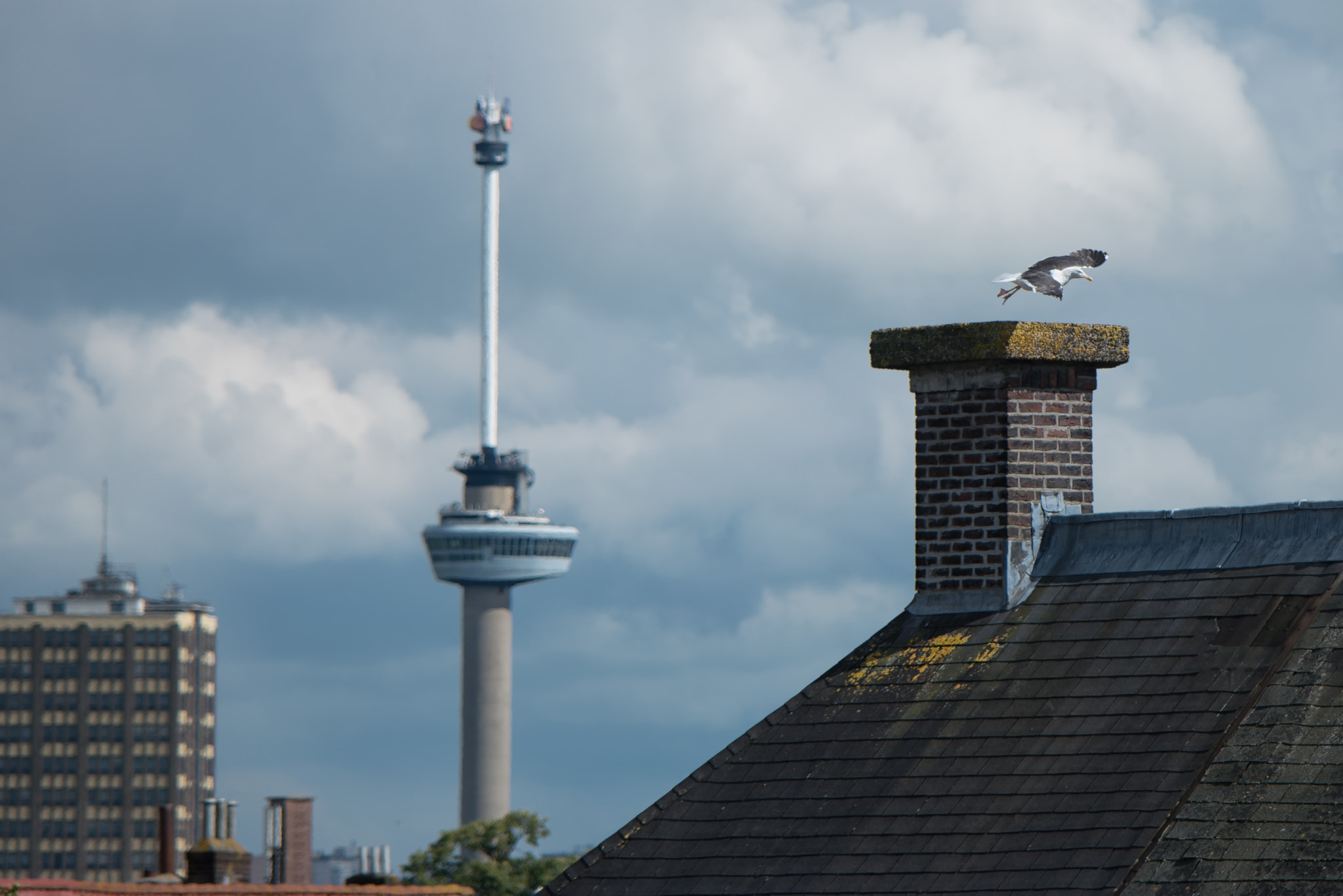 Samsung NX1 + Samsung NX 50-200mm F4-5.6 ED OIS sample photo. Rotterdam! photography