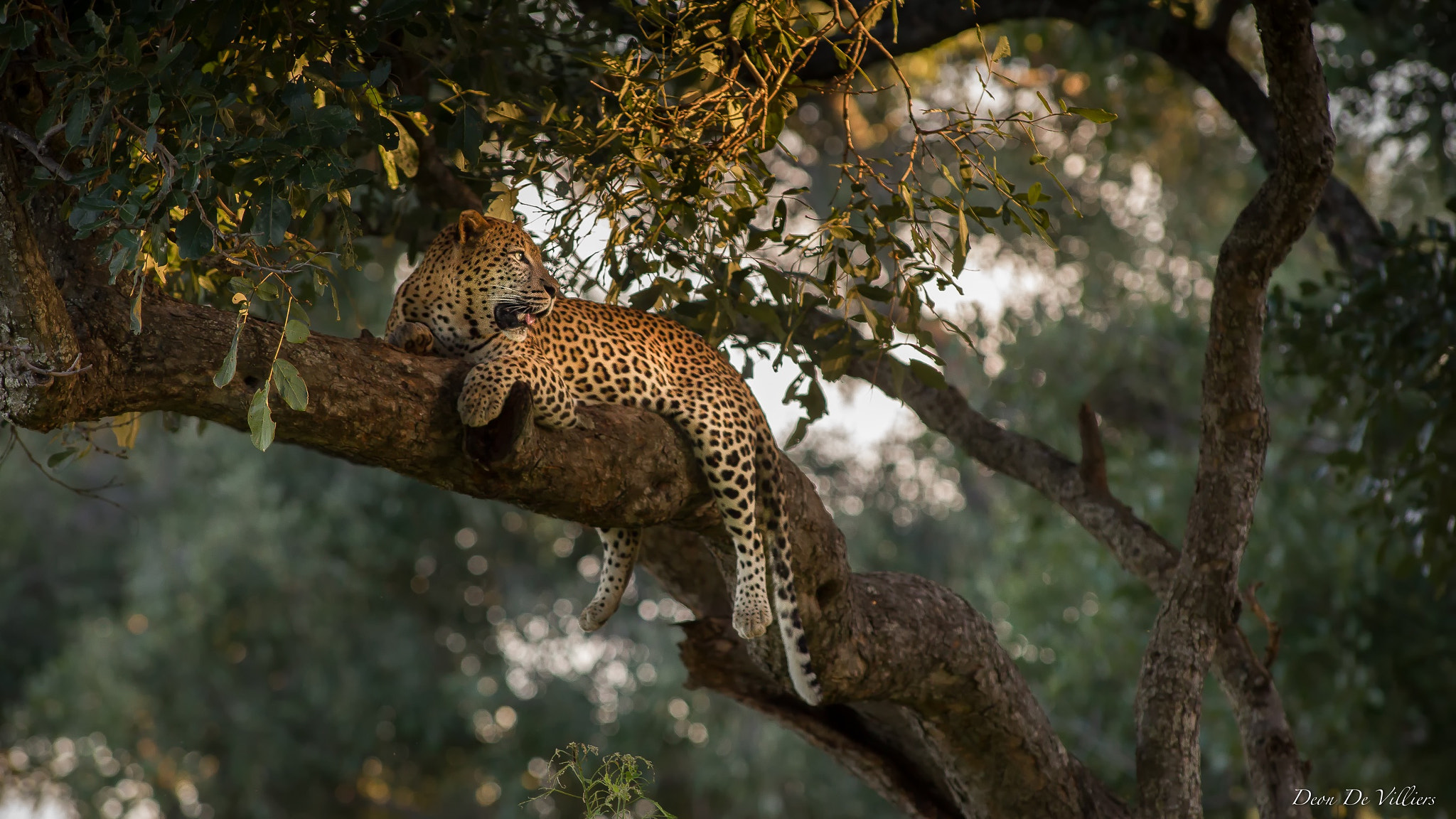 Canon EF 300mm f/2.8L sample photo. Resting in the enchanted forest photography