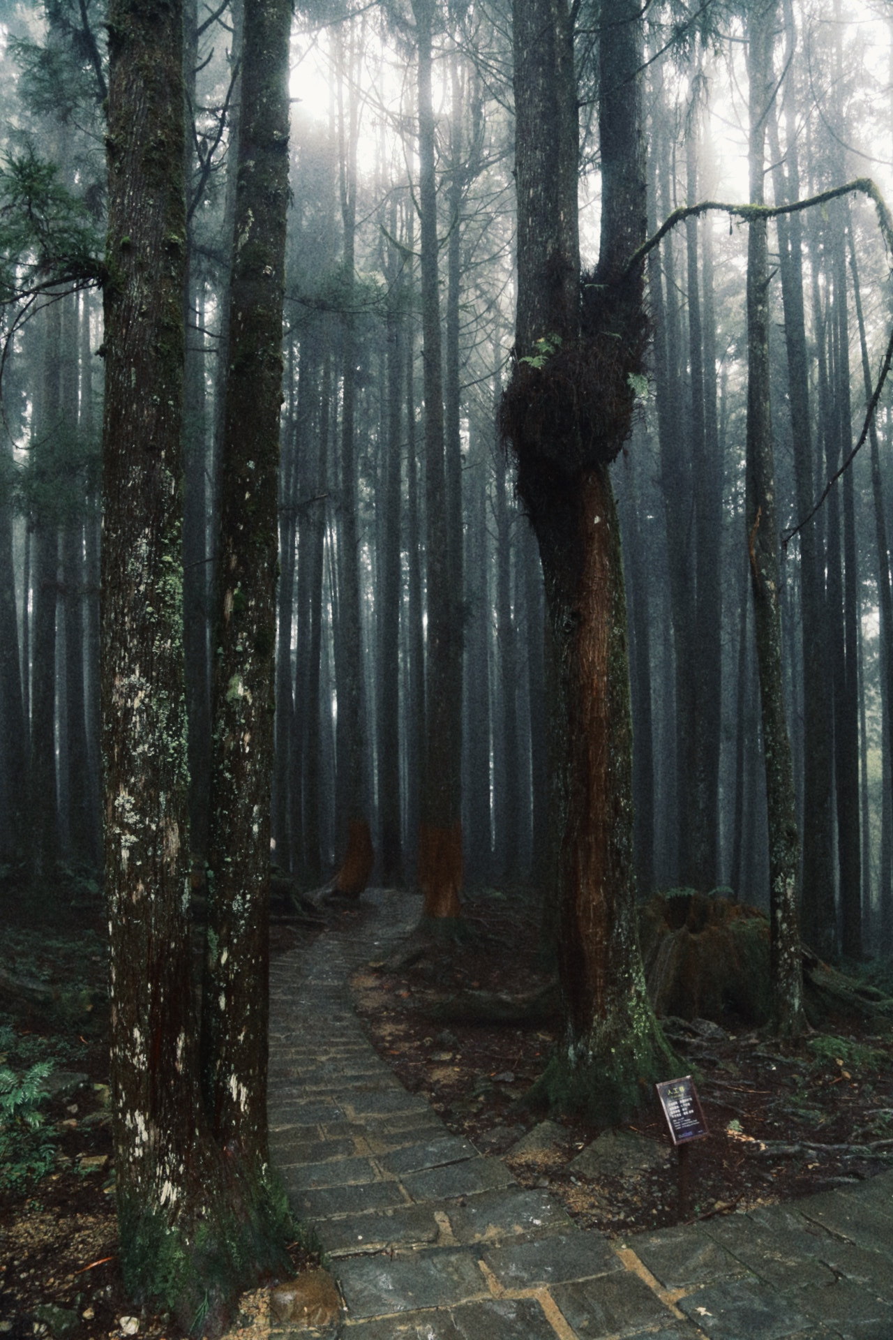 Canon EF 24-105mm F4L IS USM sample photo. Alishan photography