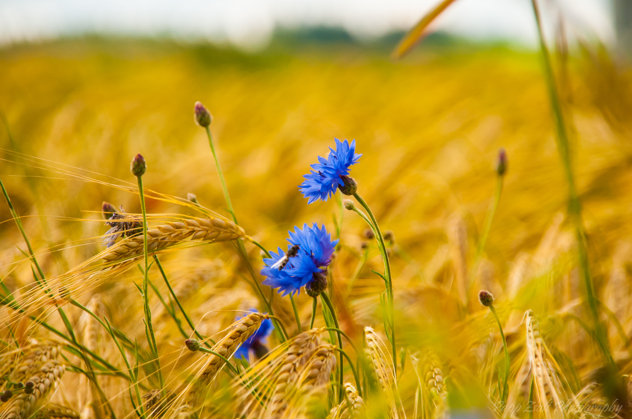 Nikon D300 + Sigma 18-200mm F3.5-6.3 DC sample photo. Natural moment photography