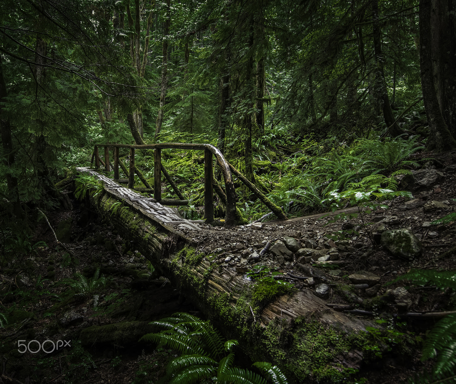 Nikon AF-S Nikkor 14-24mm F2.8G ED sample photo. Natures bridge photography
