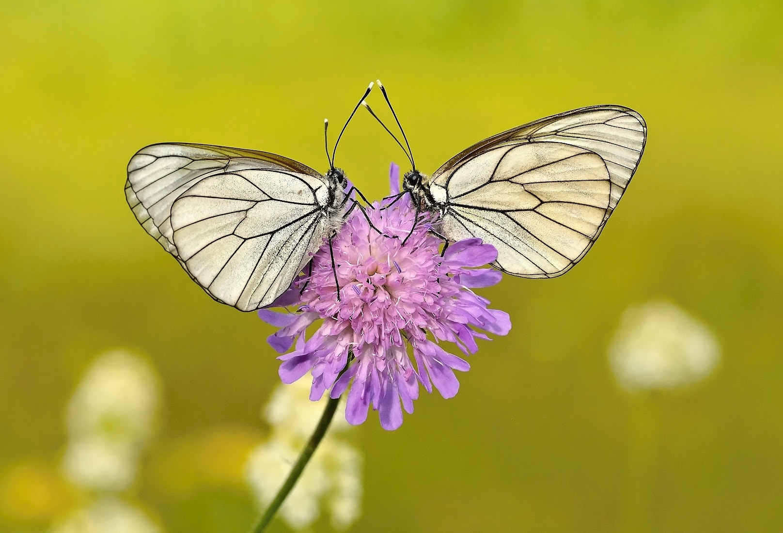 Nikon D7100 + Sigma 105mm F2.8 EX DG Macro sample photo. Late afternoon chat photography