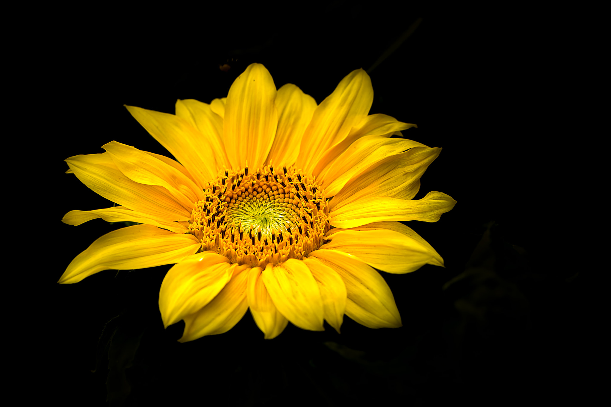 Canon EOS 760D (EOS Rebel T6s / EOS 8000D) + Canon EF 100mm F2.8L Macro IS USM sample photo. Flower308 photography
