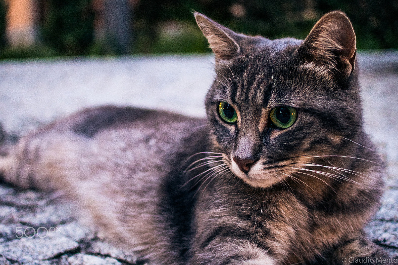Nikon 1 Nikkor 18.5mm F1.8 sample photo. Wild cat photography