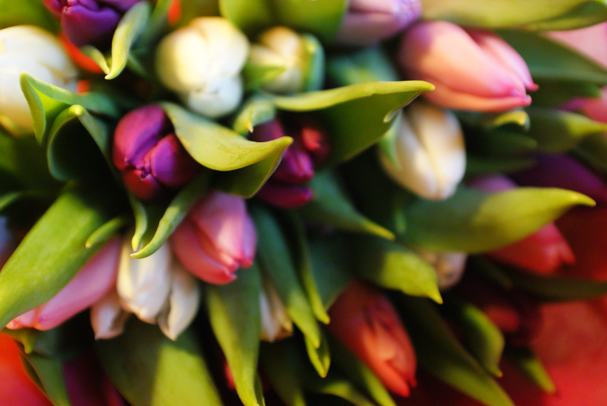 Sony Alpha DSLR-A300 + Minolta AF 28-85mm F3.5-4.5 sample photo. Colorful flowers photography