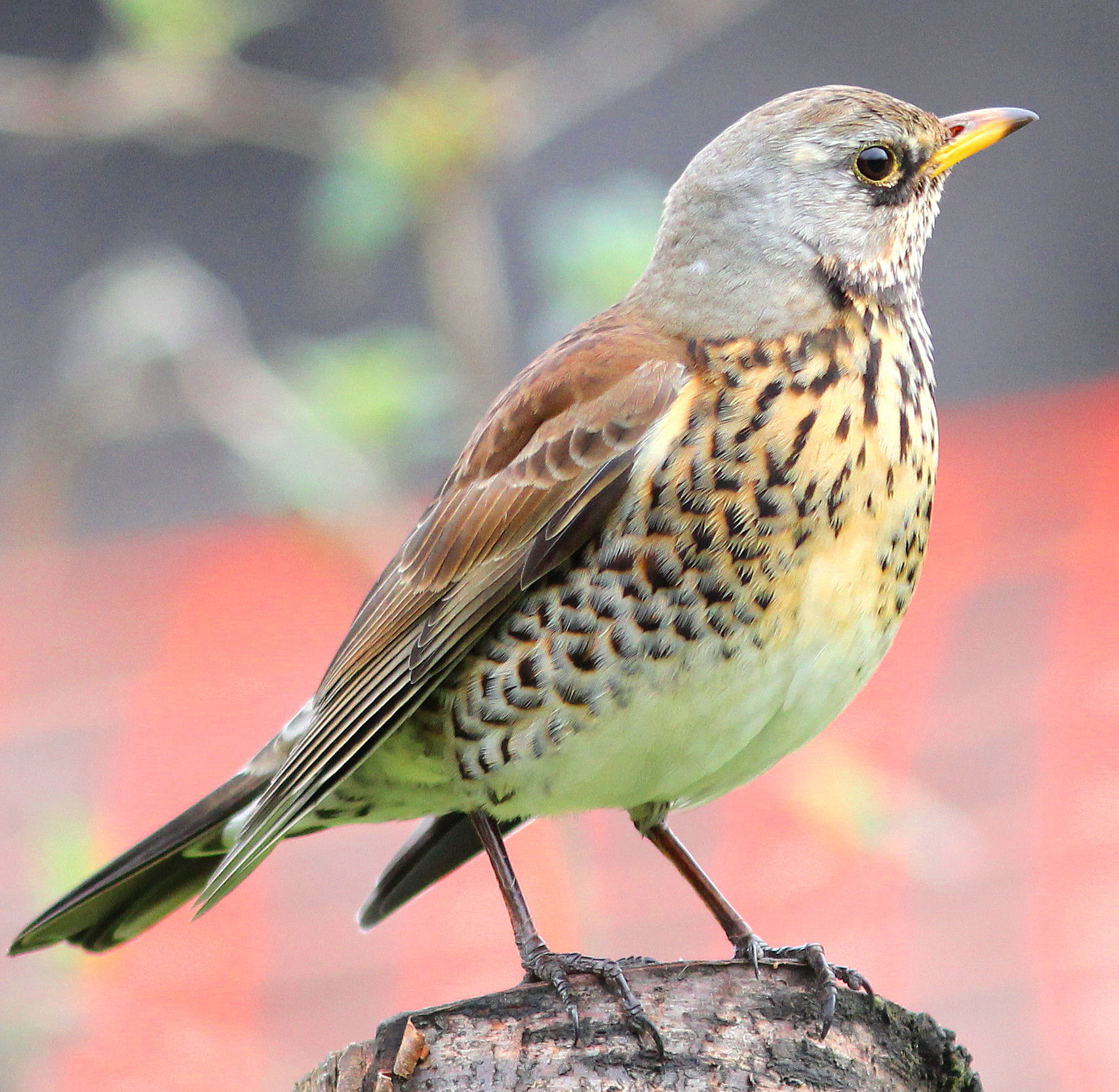 Canon EF 300mm F4L IS USM sample photo. Fieldfare photography