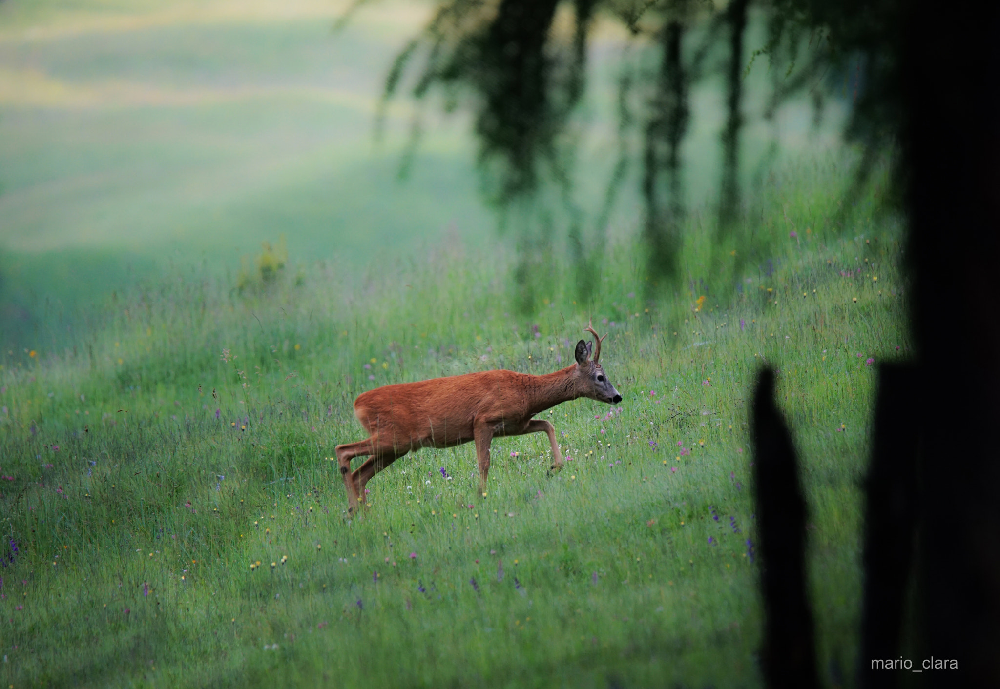 Sony a7 II + Tamron SP 150-600mm F5-6.3 Di VC USD sample photo. Magic moments ii photography