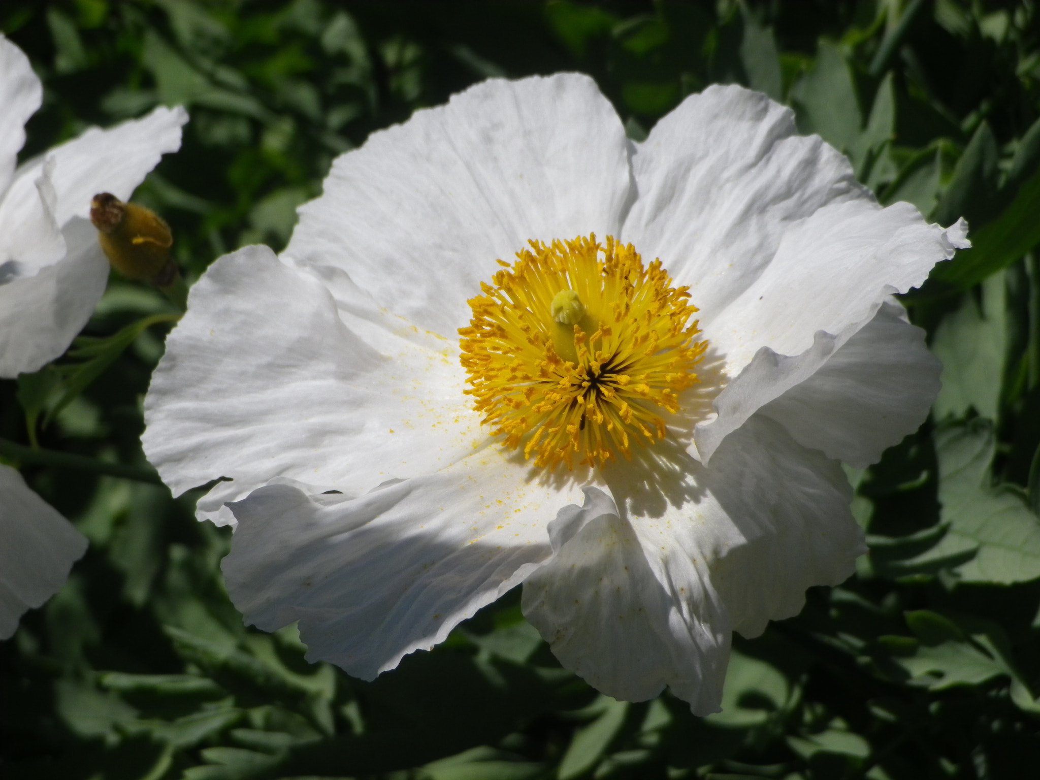 Pentax Optio RZ18 sample photo. Fleur de pavot blanc photography
