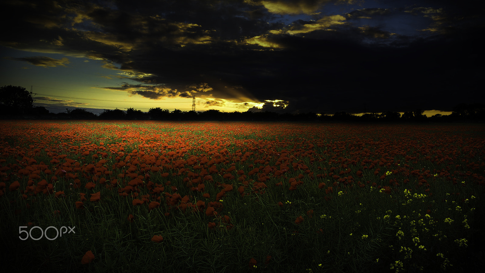 Kodak V1253 ZOOM DIGITAL CAMERA sample photo. Poppys field photography