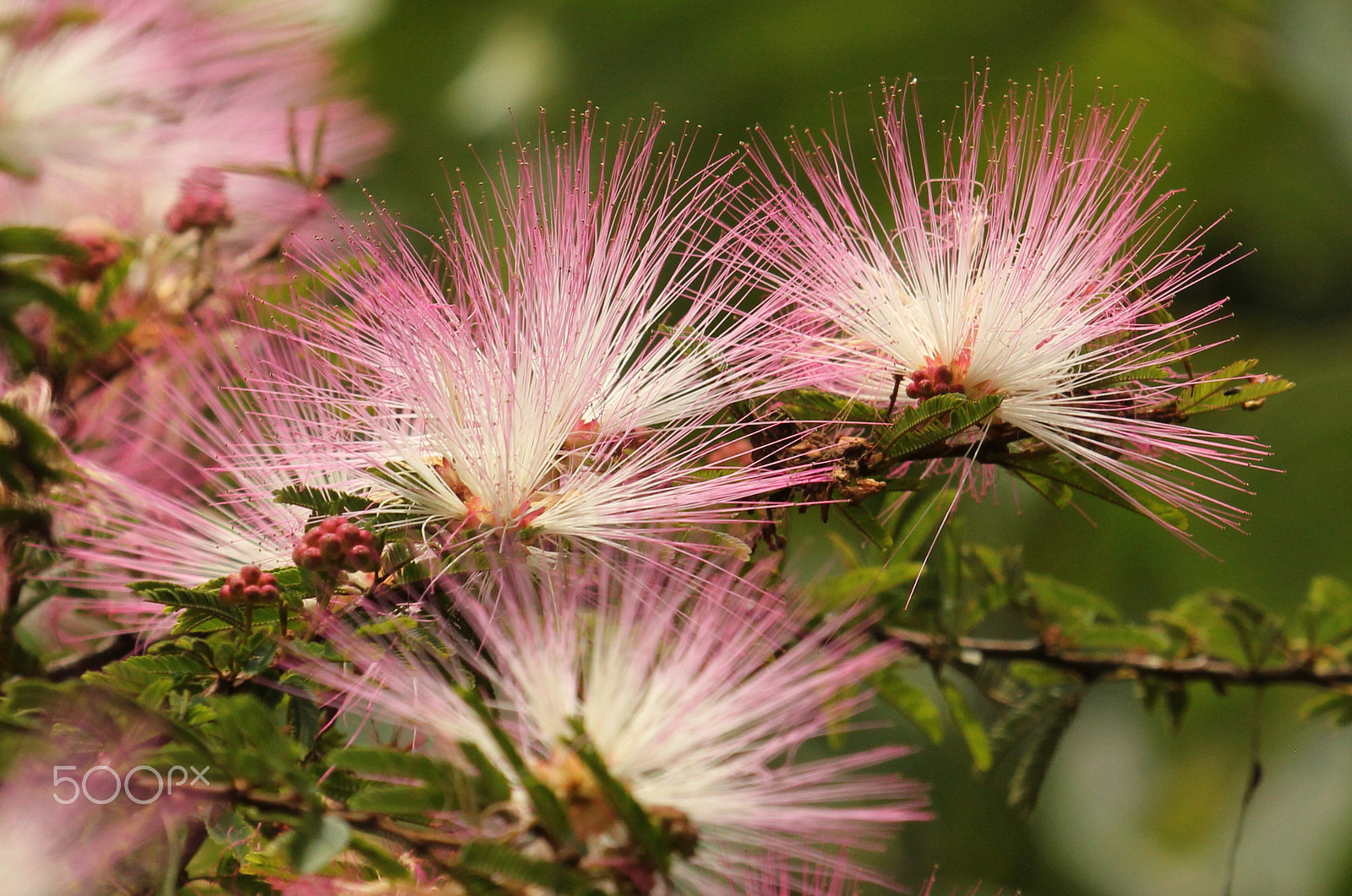 Canon EF 100-400mm F4.5-5.6L IS USM sample photo. Albizia saman photography